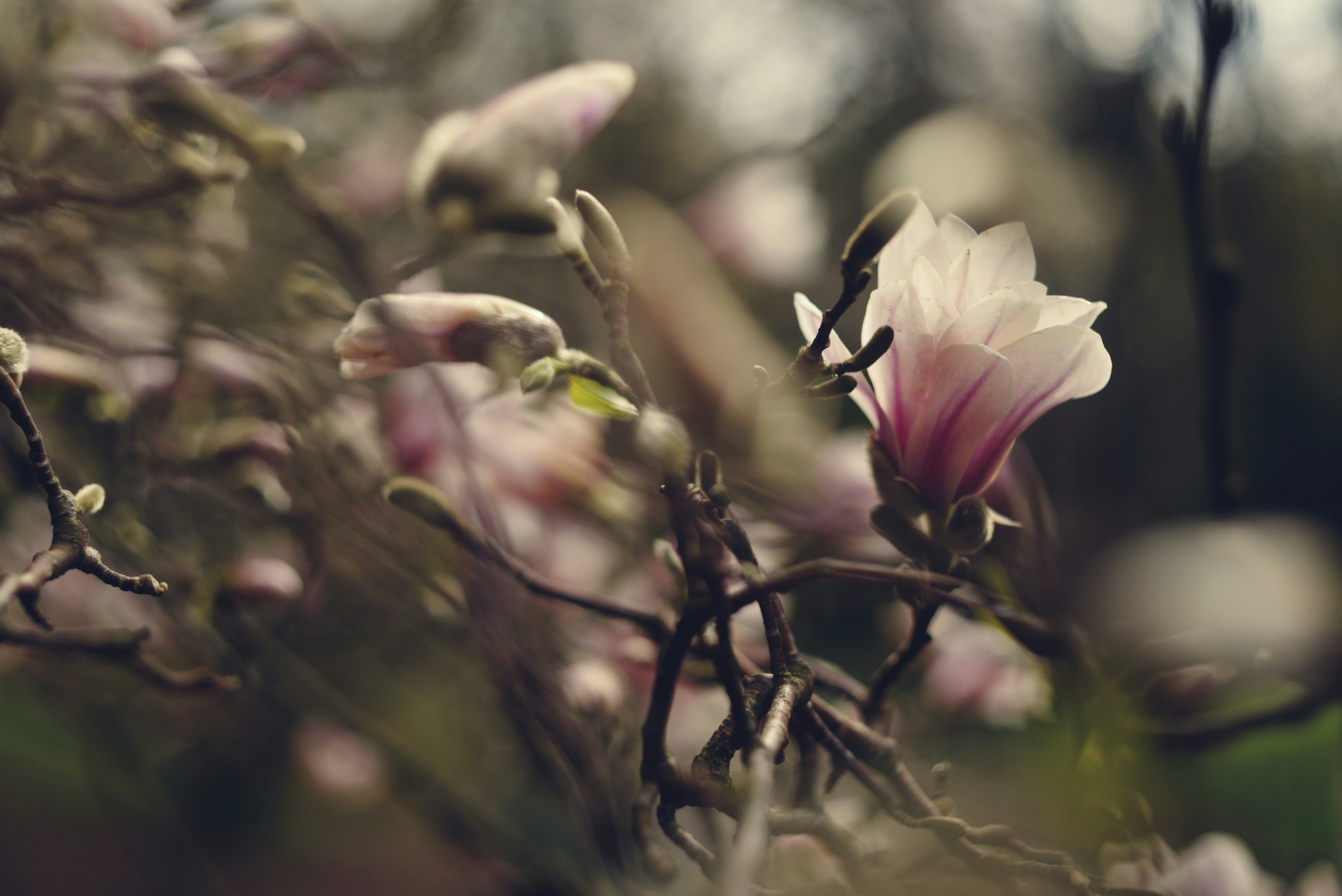 Photo by cherstve_pechivo