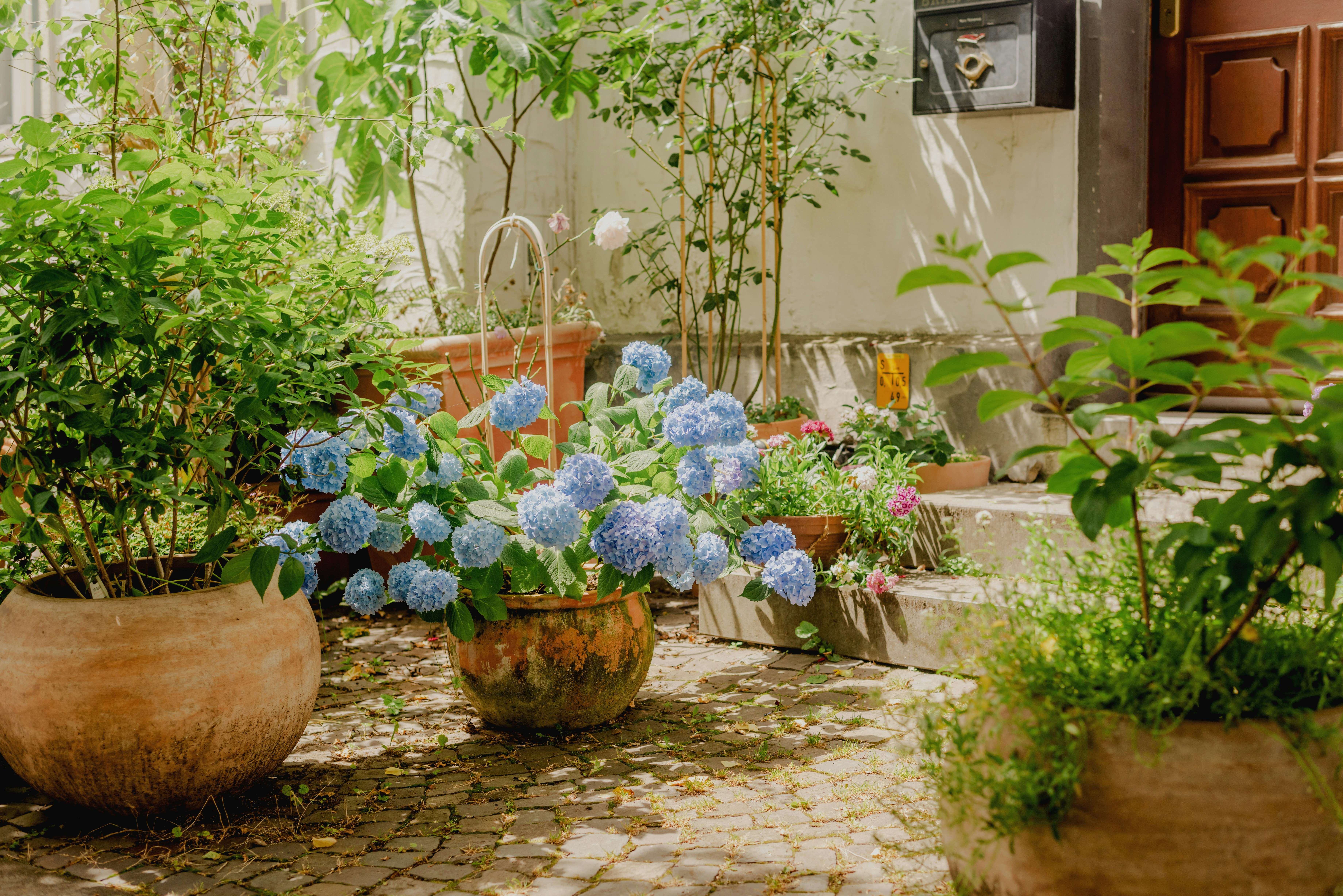 日差しの当たる庭の中庭に植えられた青いアジサイ。