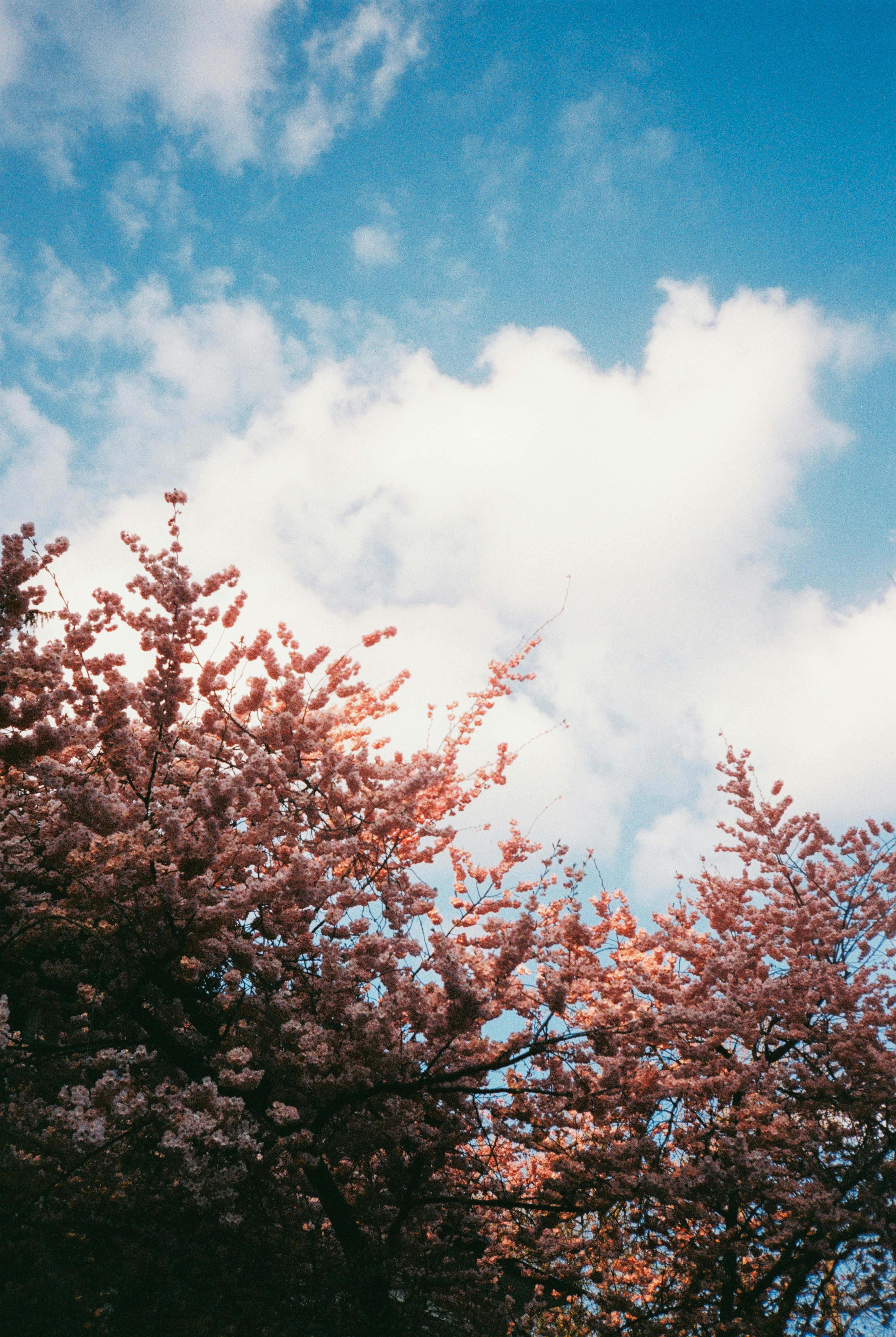 Rosa Kirschblüten blühen vor einem blauen Himmel