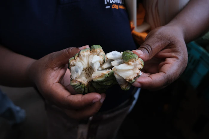 Hands opening a fresh soursop fruit