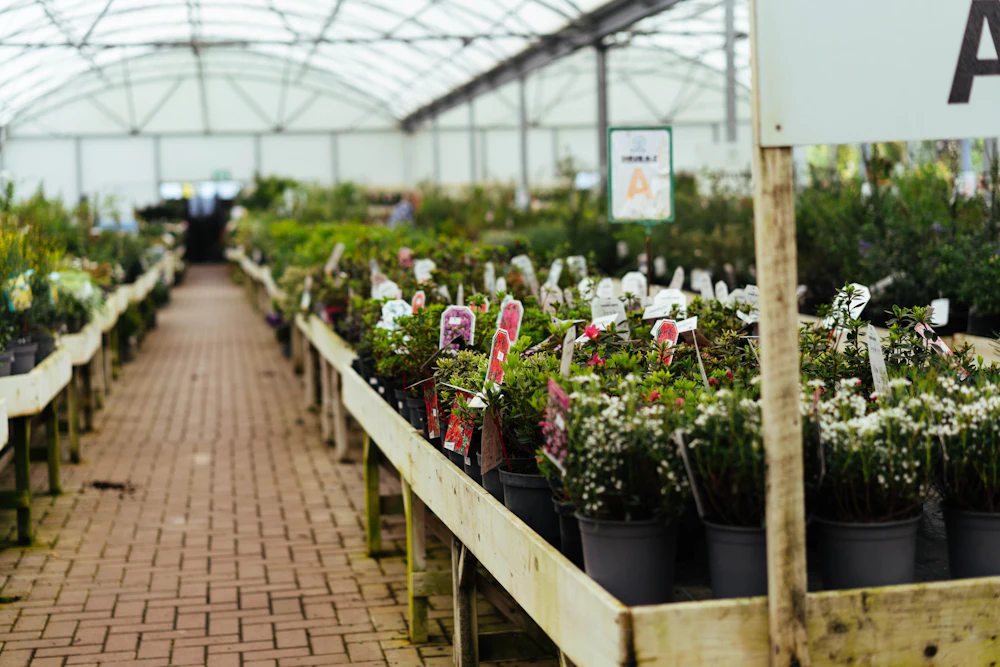 Rows of potted plants inside a greenhouse nursery