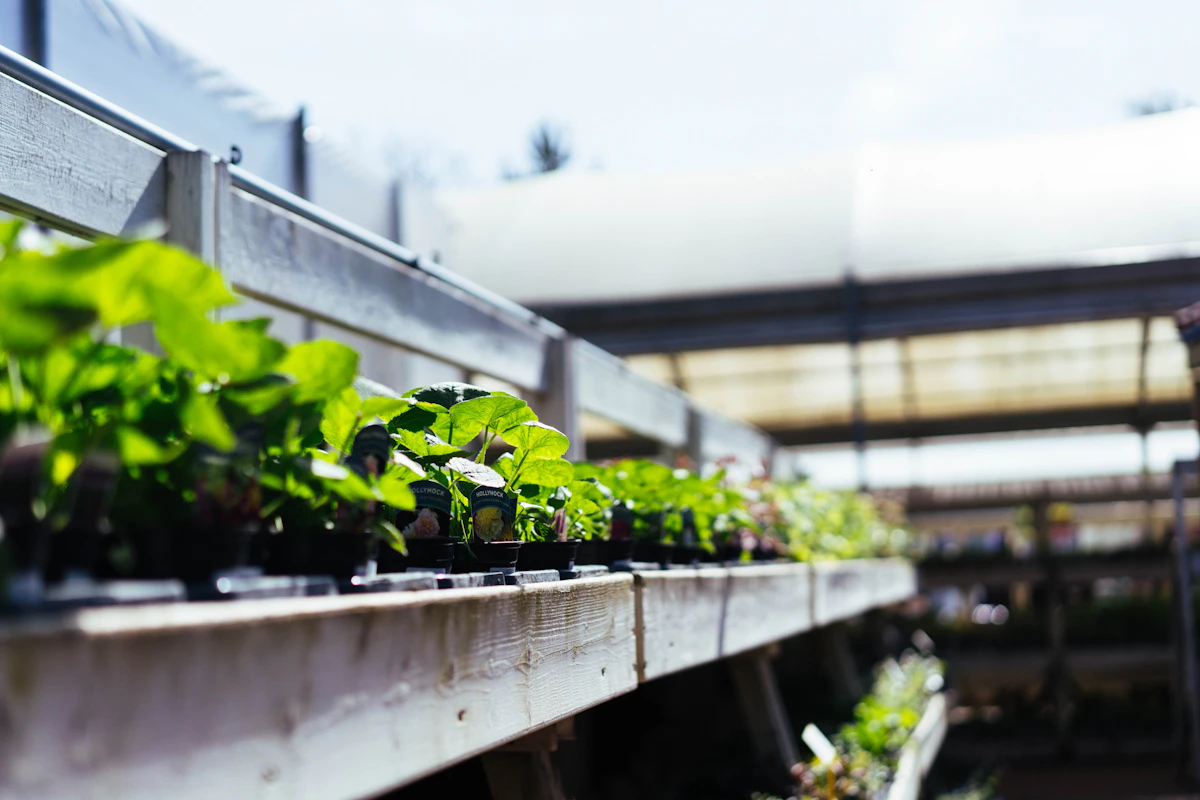Rows of healthy plants in a commercial greenhouse