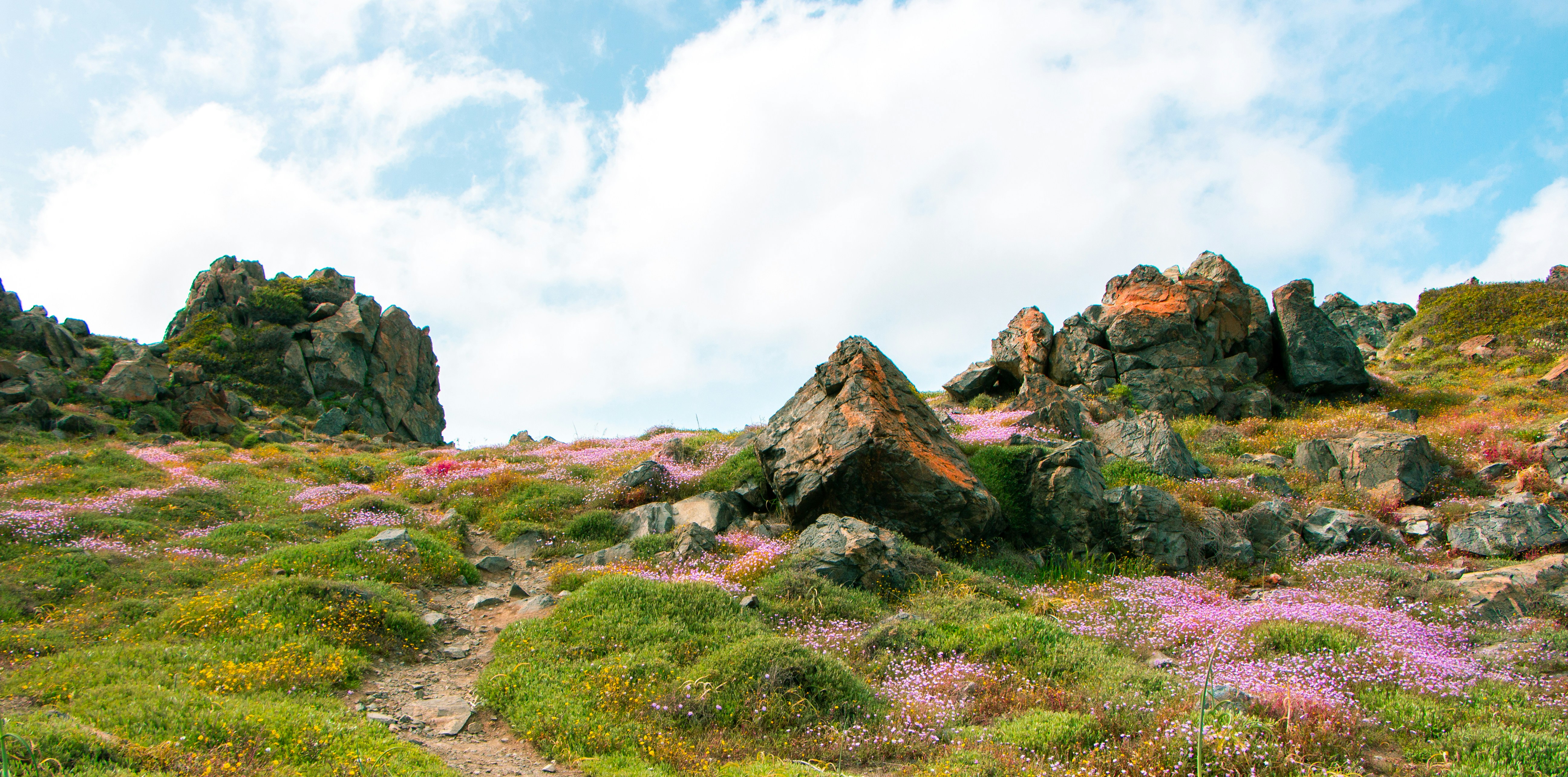 Rocky hillside with purple flowers and green grass.
