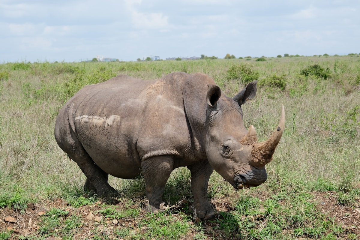 Laikipia Plateau (Ol Pejeta, Lewa, Borana)