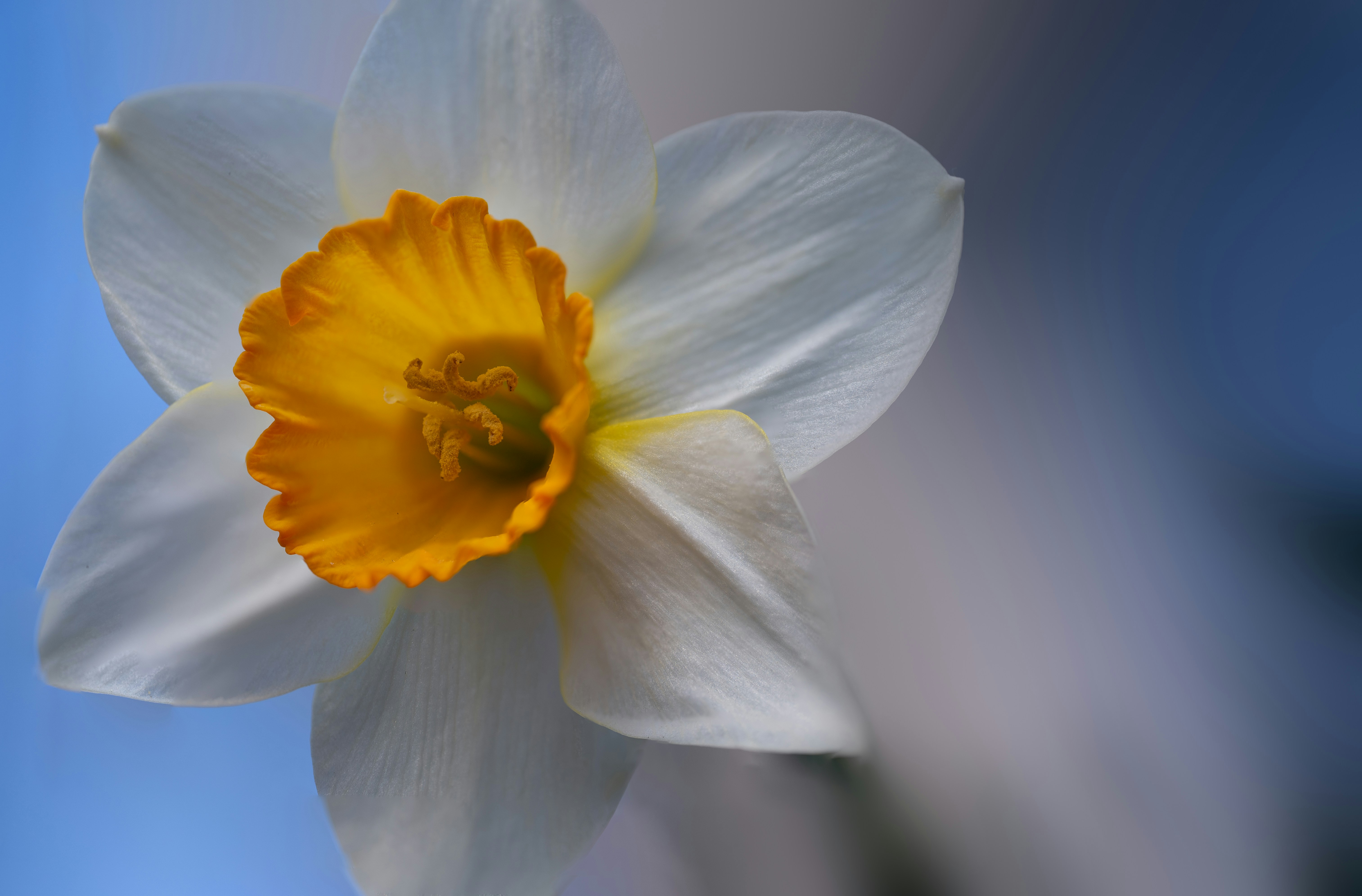 A white daffodil with a yellow center