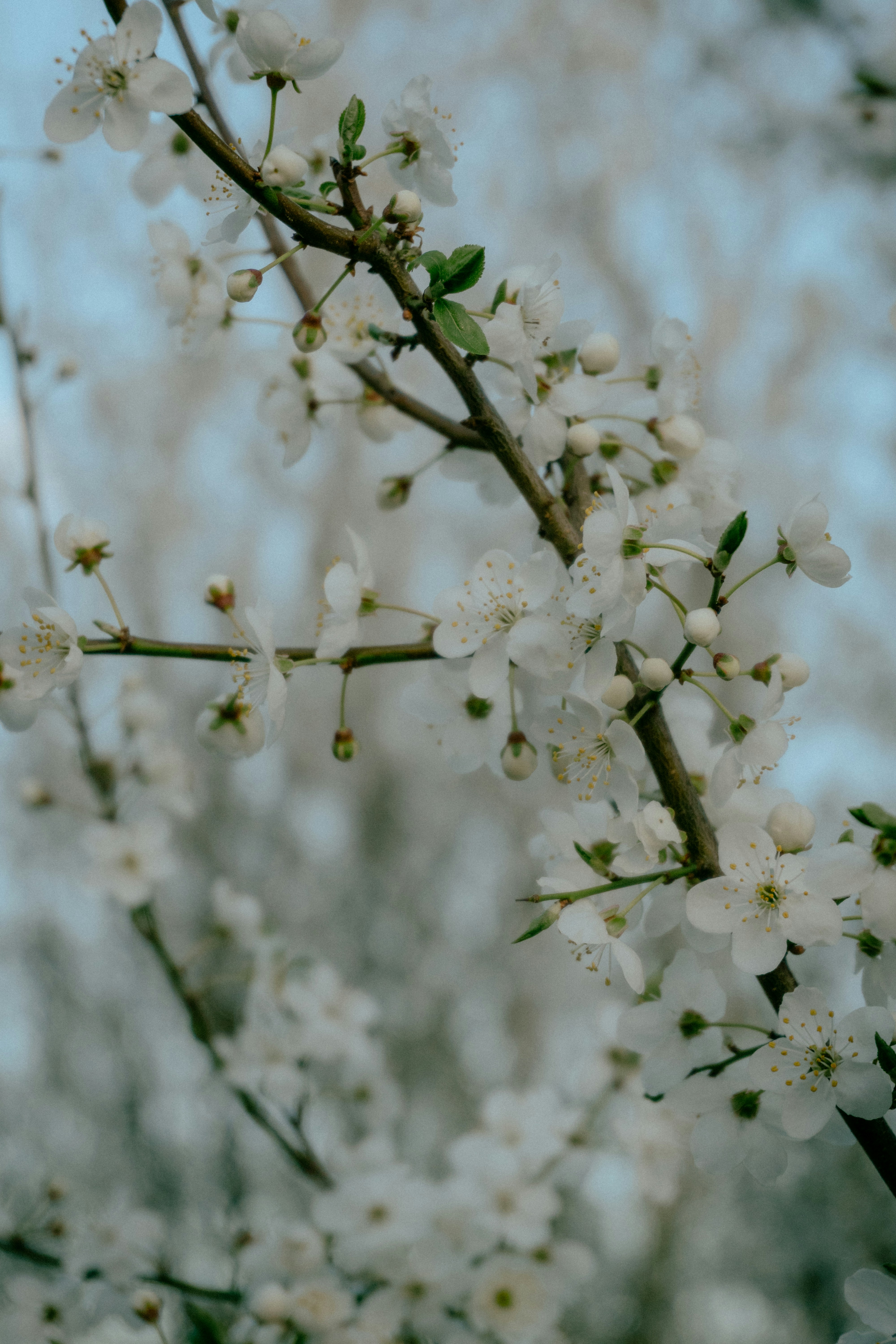 A close-up of a blooming cherry blossom tree branch.