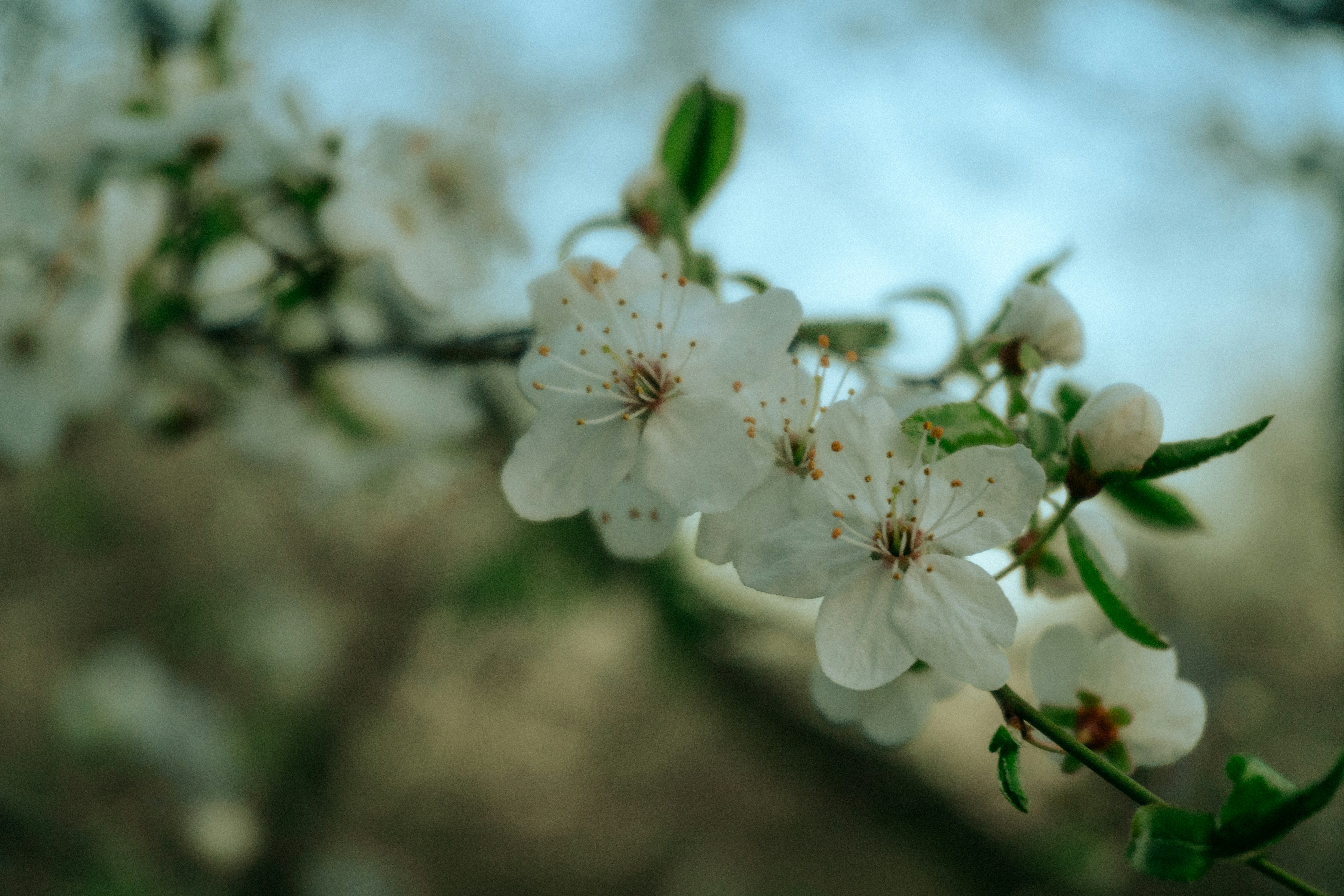 White blossoms on a tree branch with blue sky.