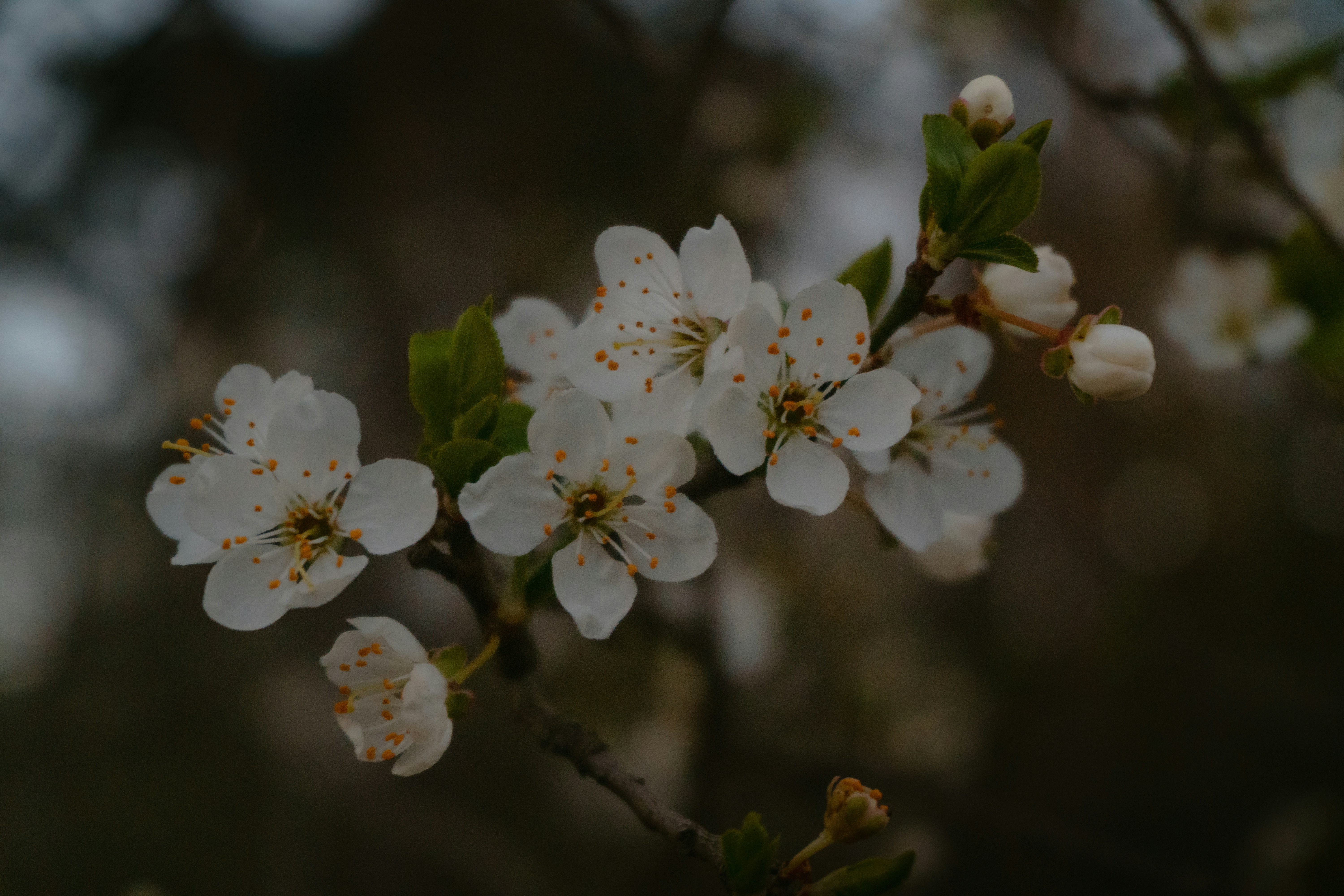 White cherry blossoms on a dark background