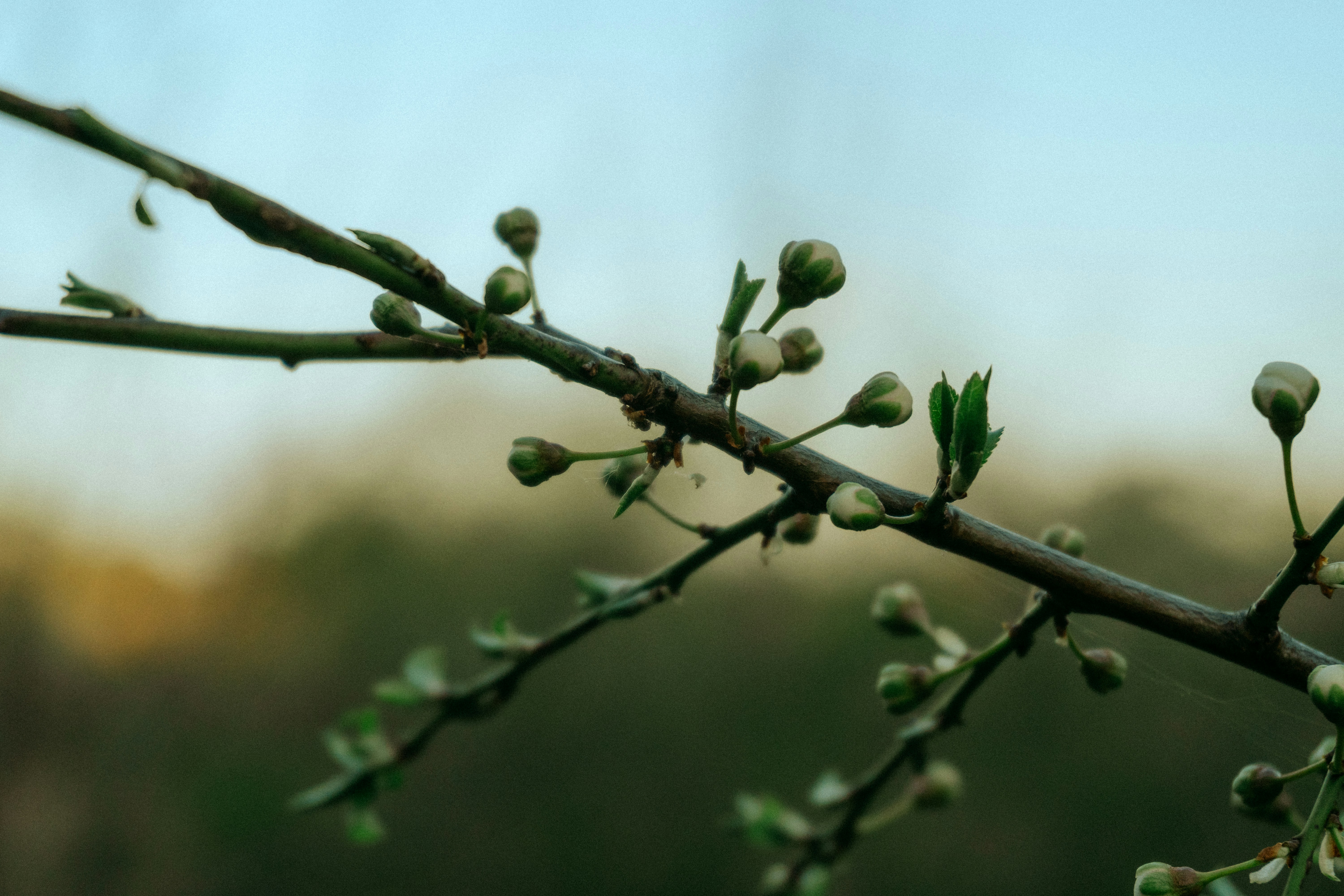 Tree branch with new buds against a blurred background