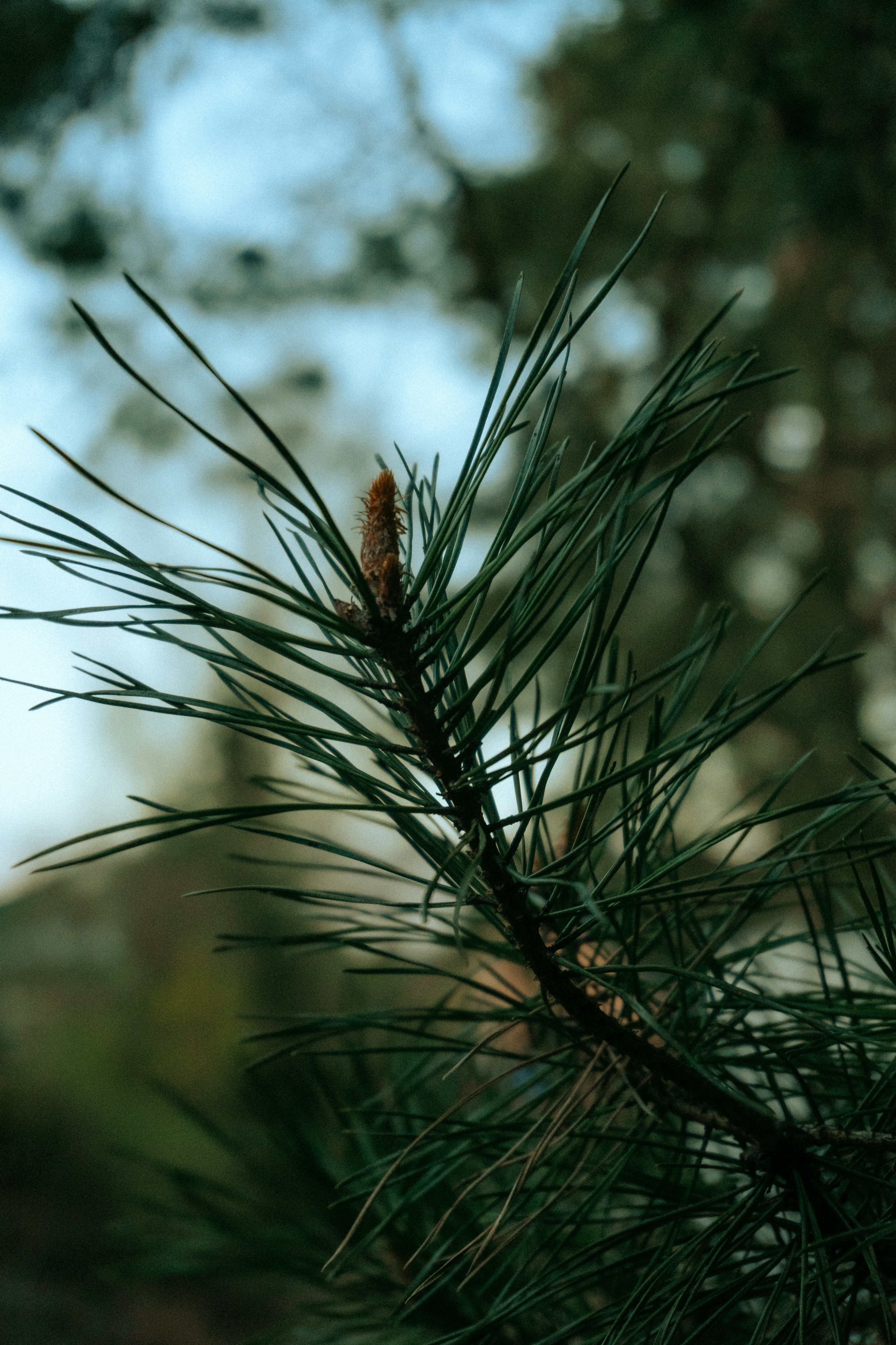 Close-up of a pine branch with needles and a cone.