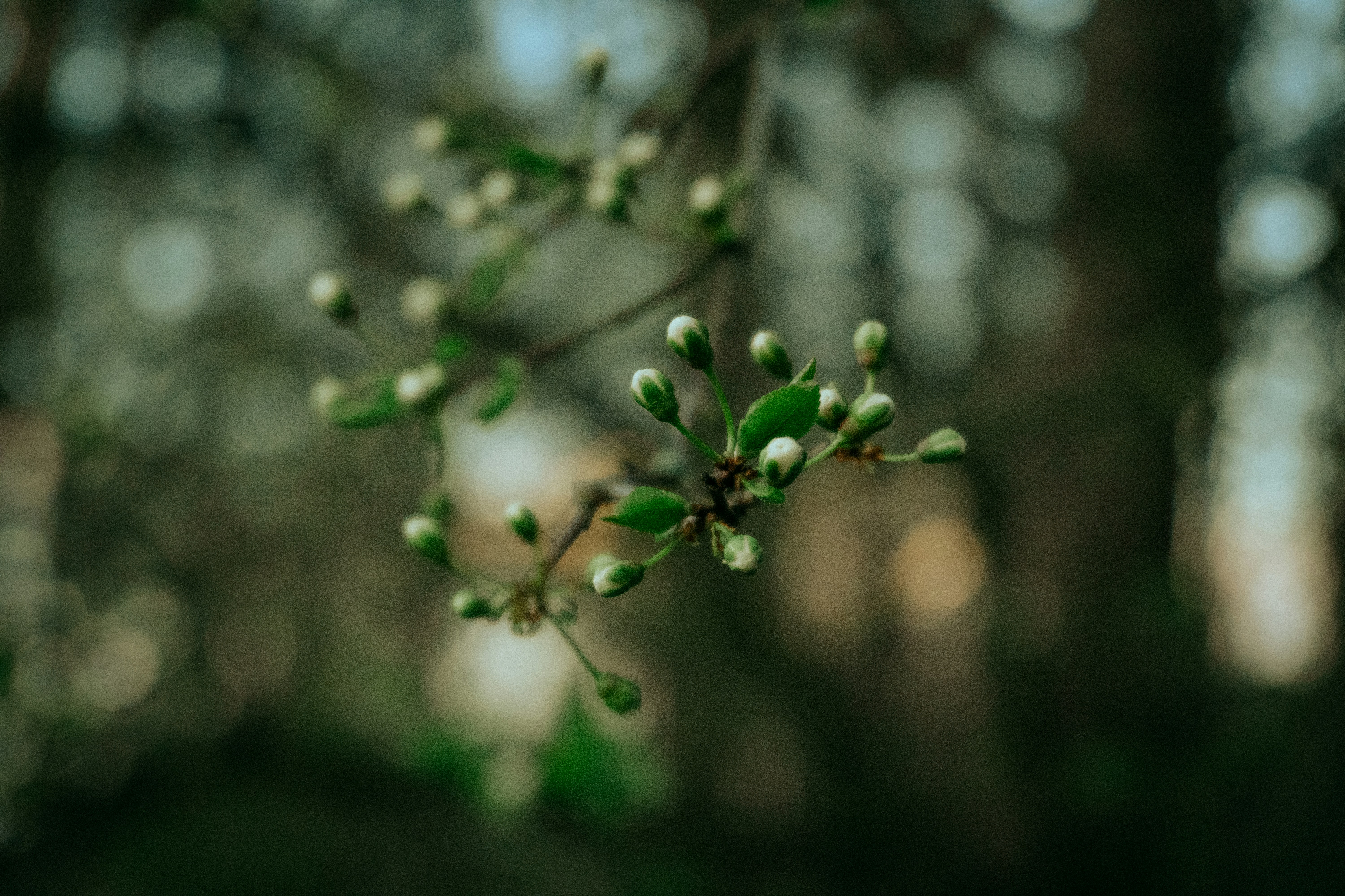 Close-up of cherry blossom buds on a branch