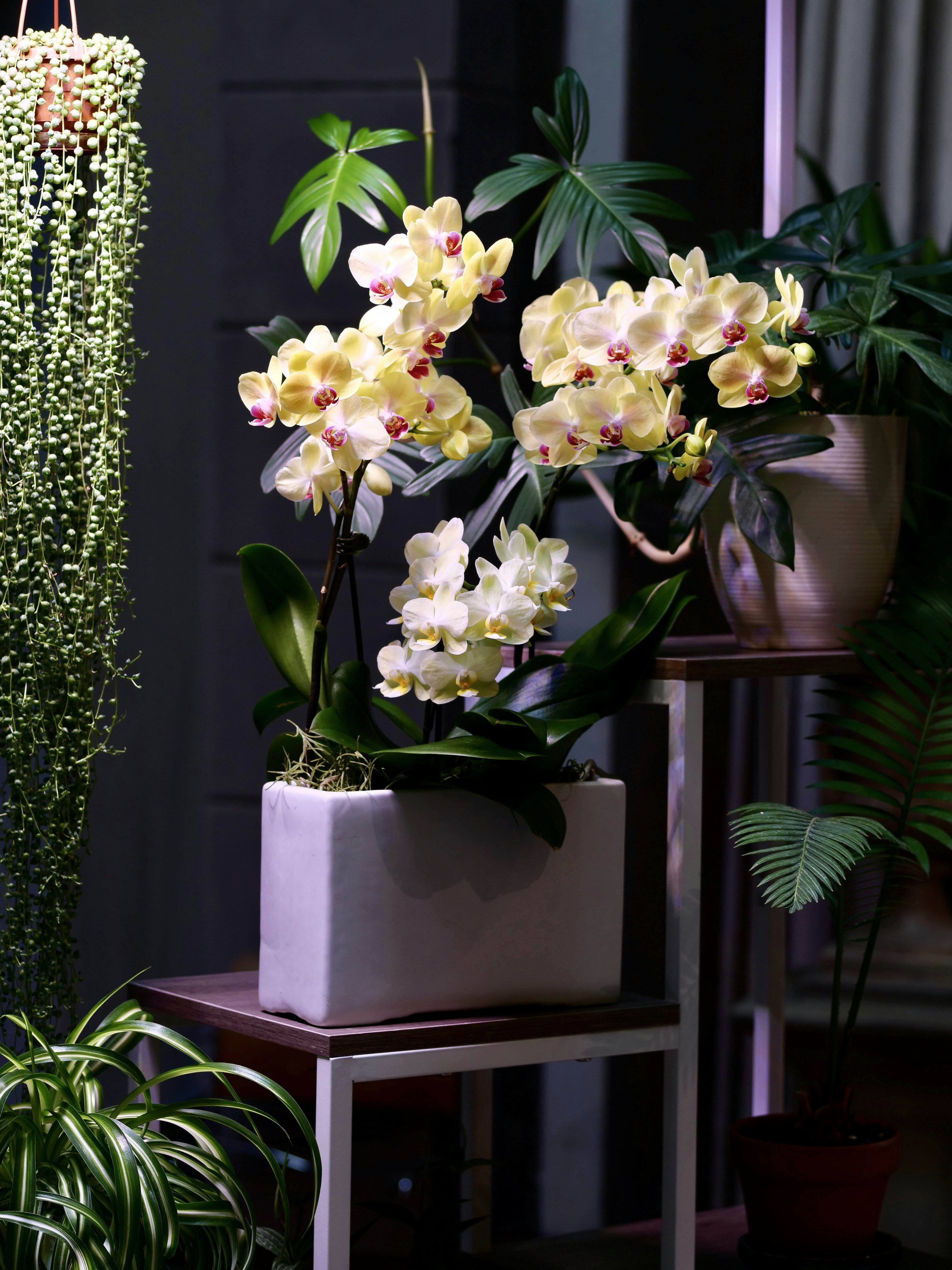 白い鉢に植えられた黄色い蘭と豊かな緑。