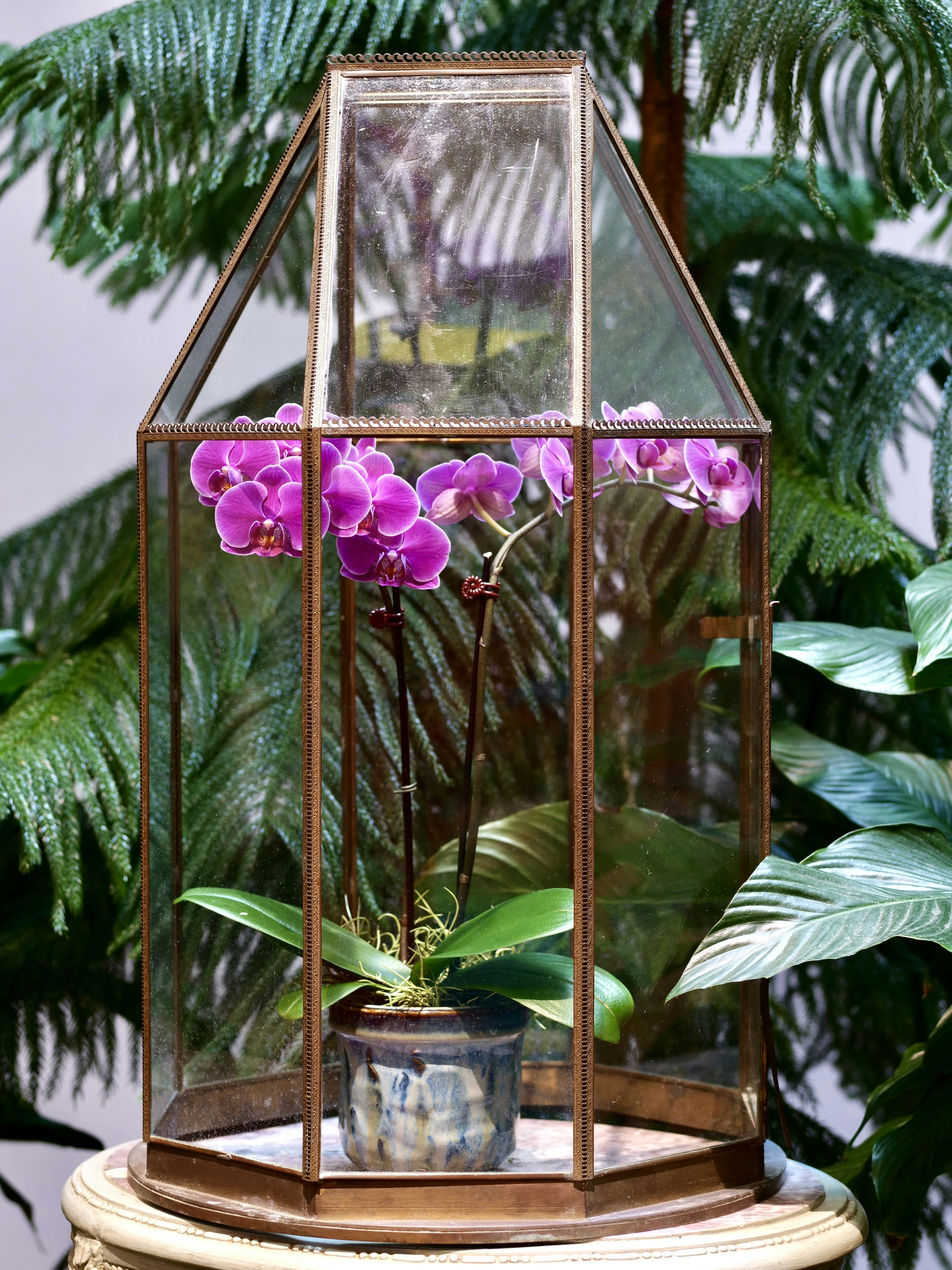 装飾用ガラスのテラリウムに紫のランが植えられています。