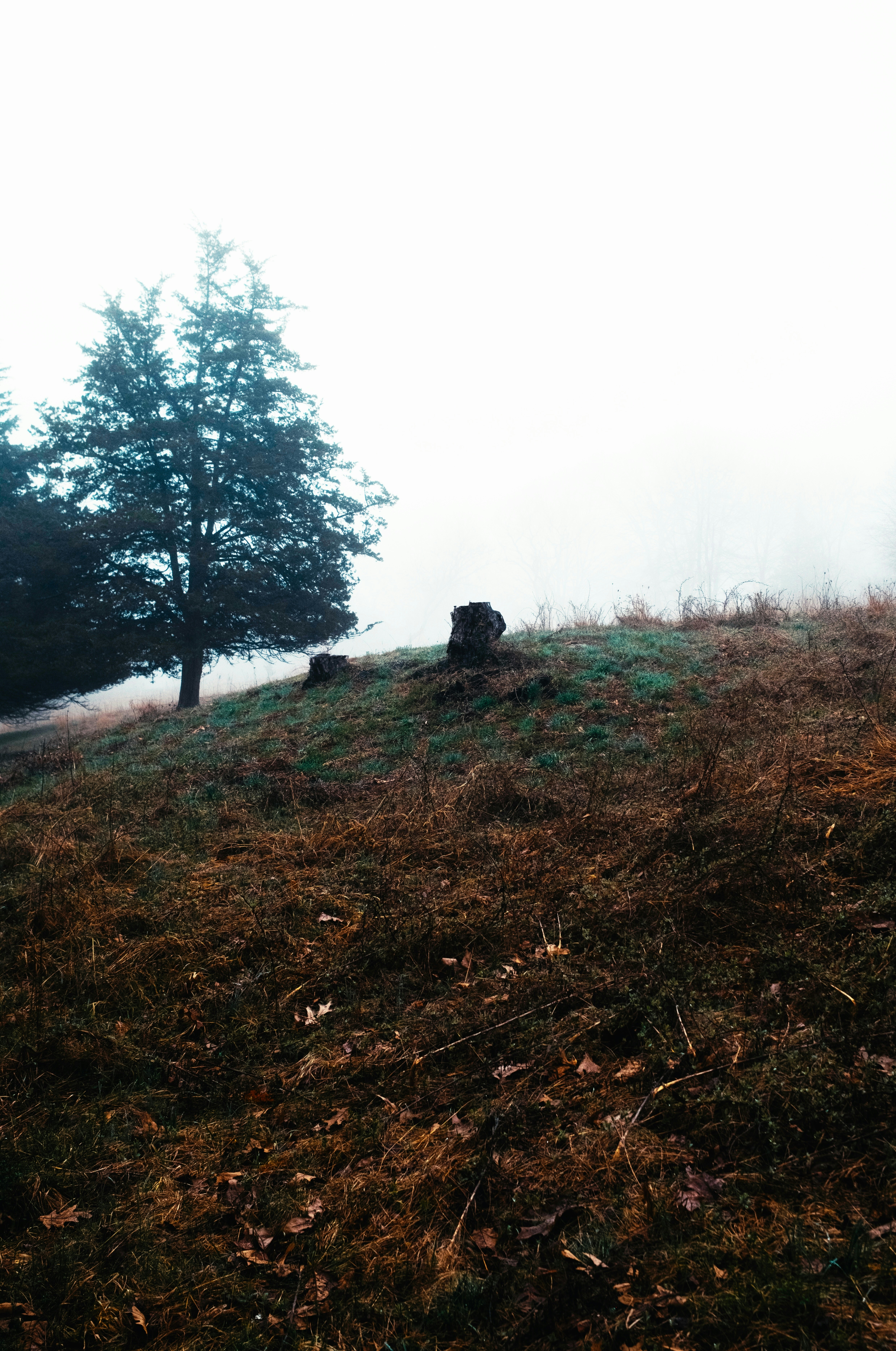 Tree and stumps on a grassy hill in fog
