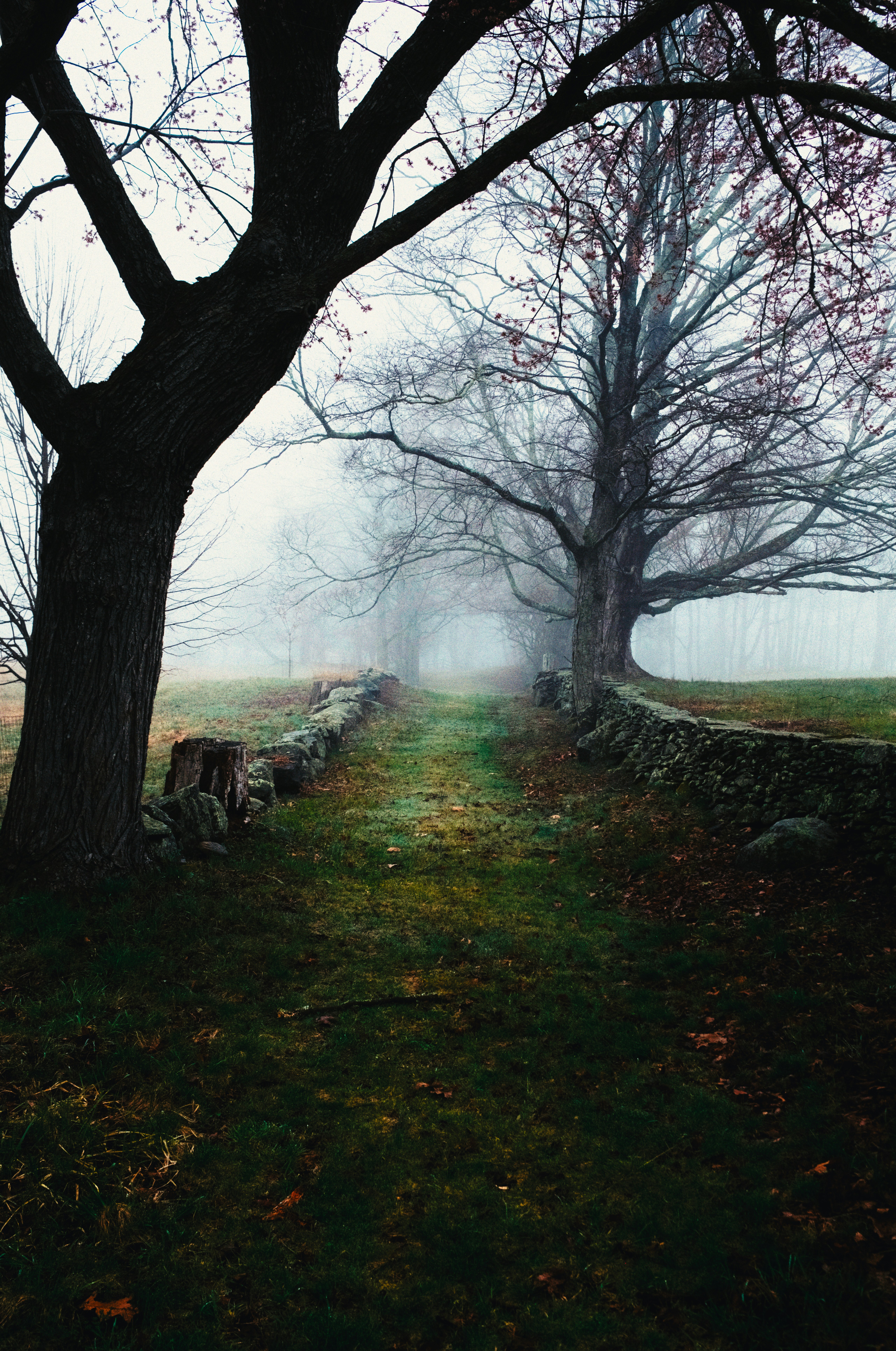 A foggy path lined with stone walls and bare trees