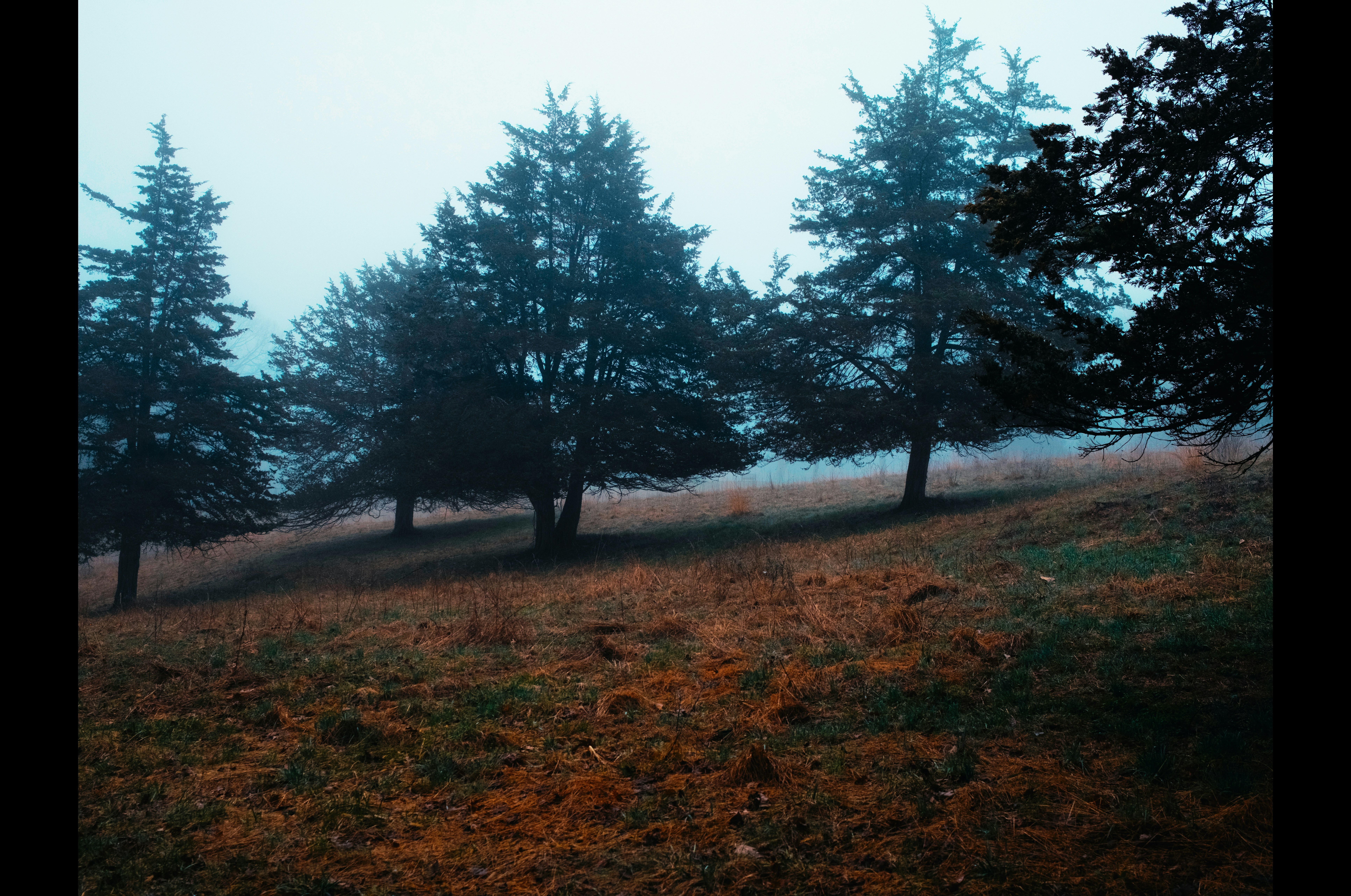 Misty forest with silhouetted trees on a grassy hill.