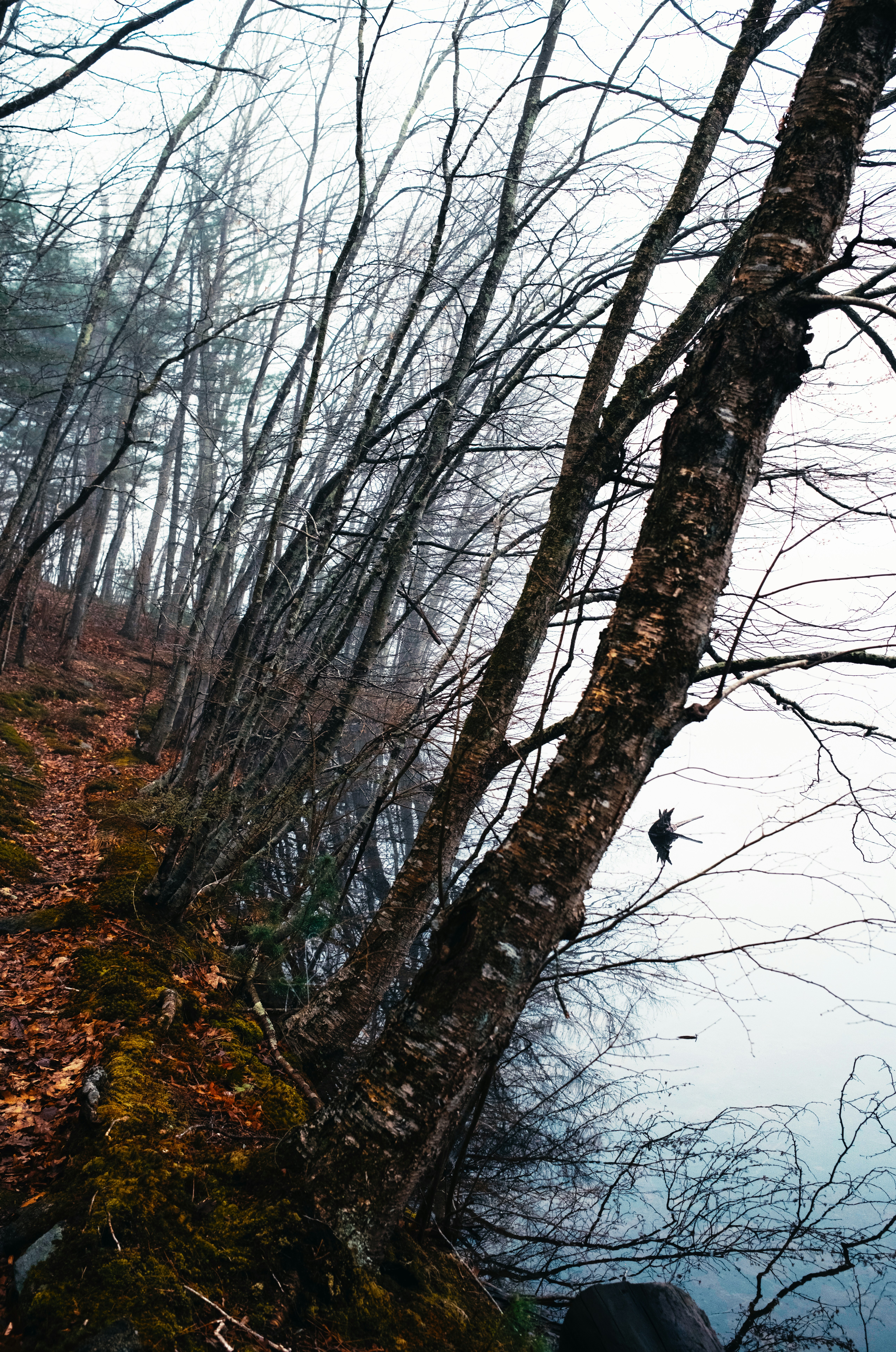 Photo by theolaflamme