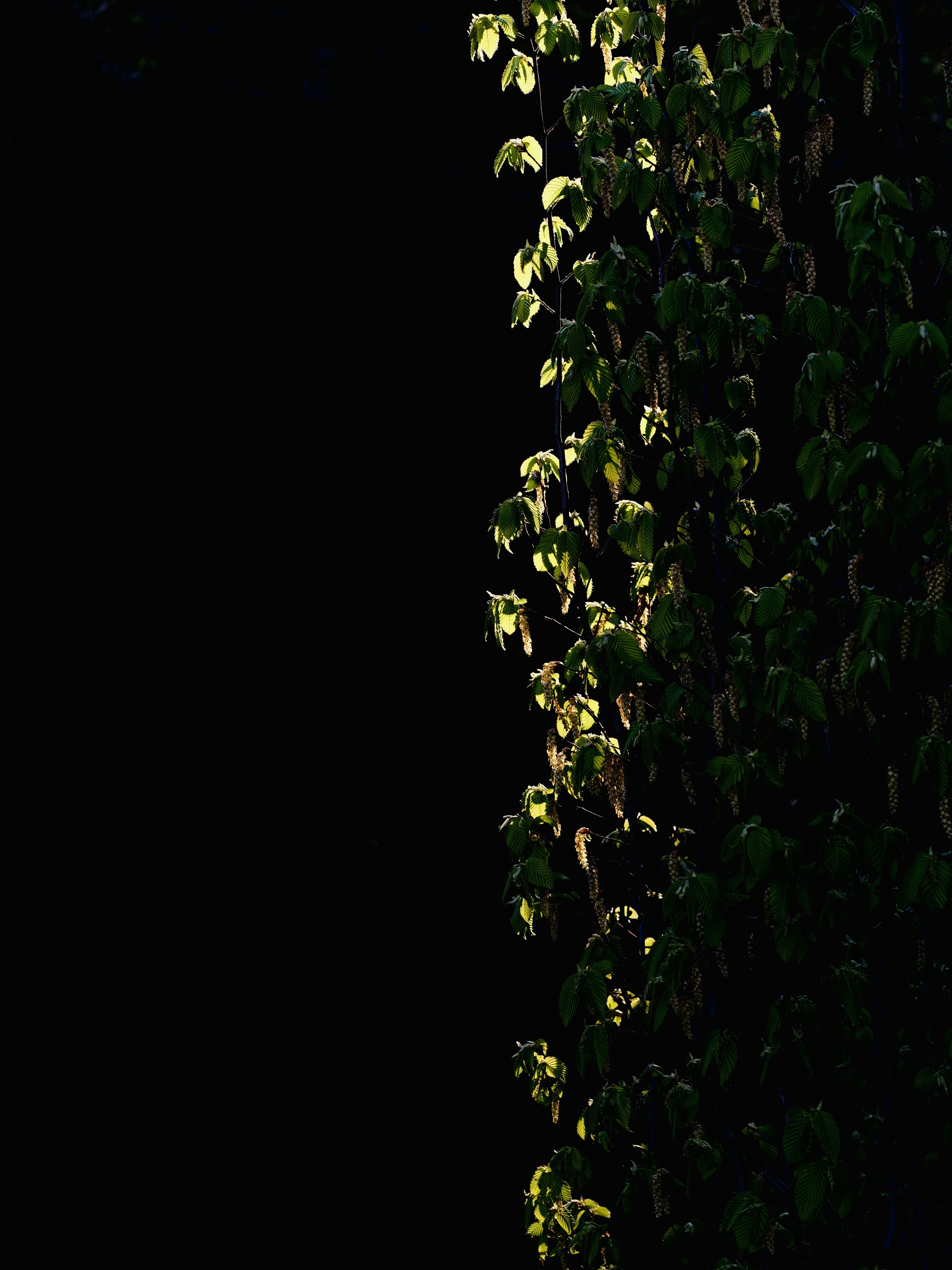 黒い背景に陽光に照らされた緑の葉。