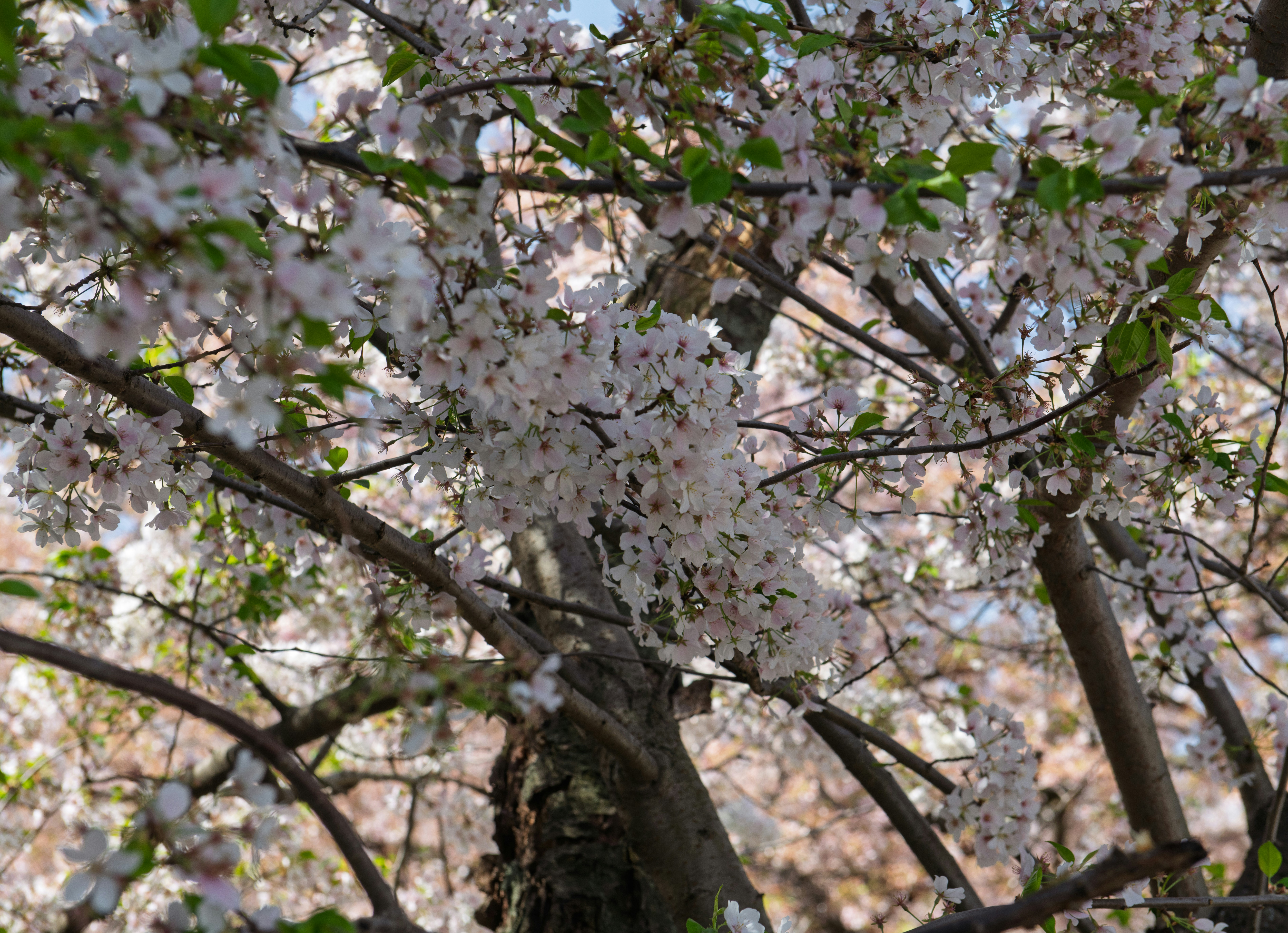 Close-up of white cherry blossoms on a tree branch.
