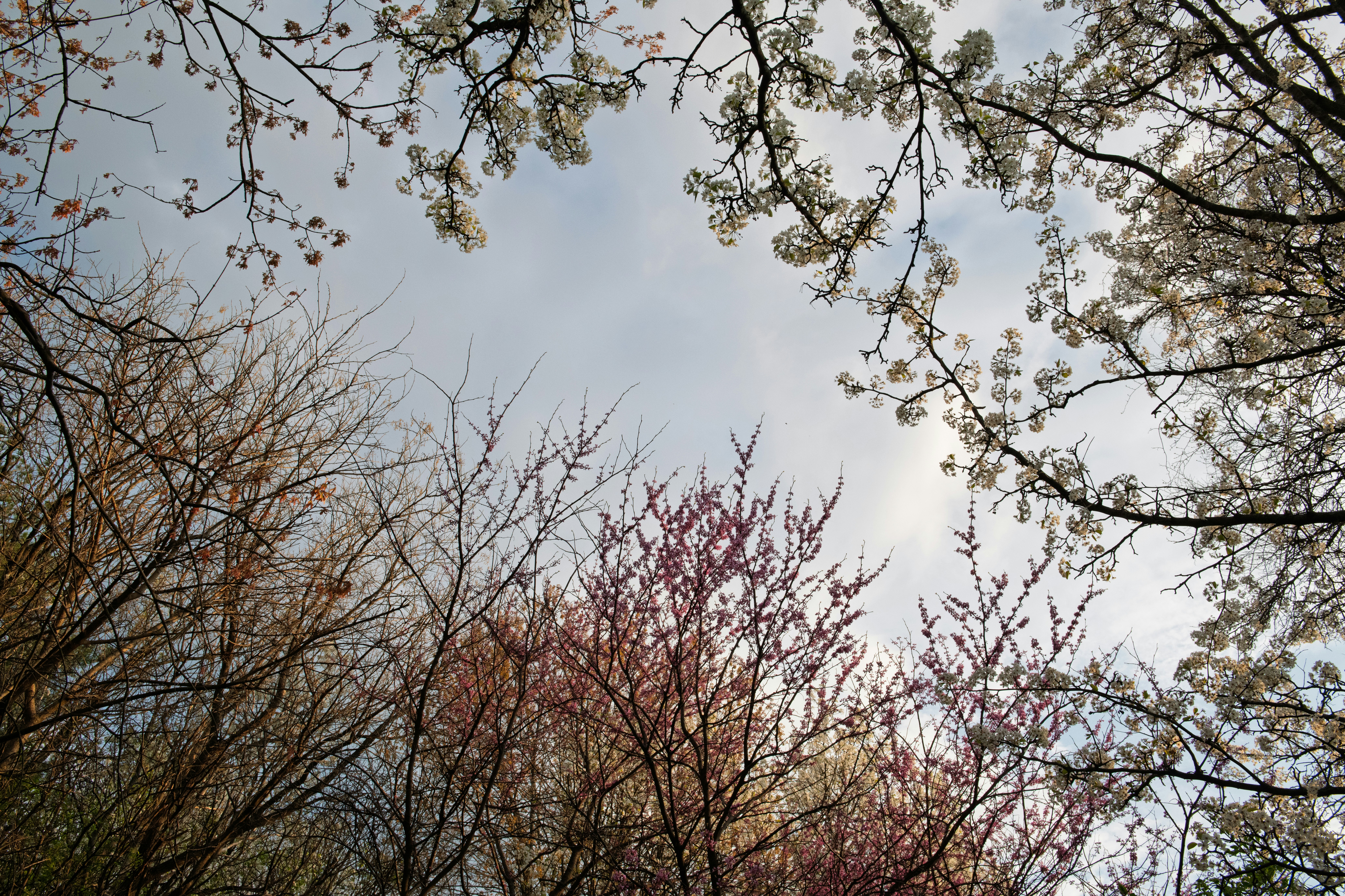 Bare branches and blooming trees against a cloudy sky