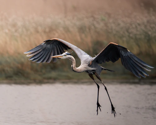 A great blue heron in flight over water