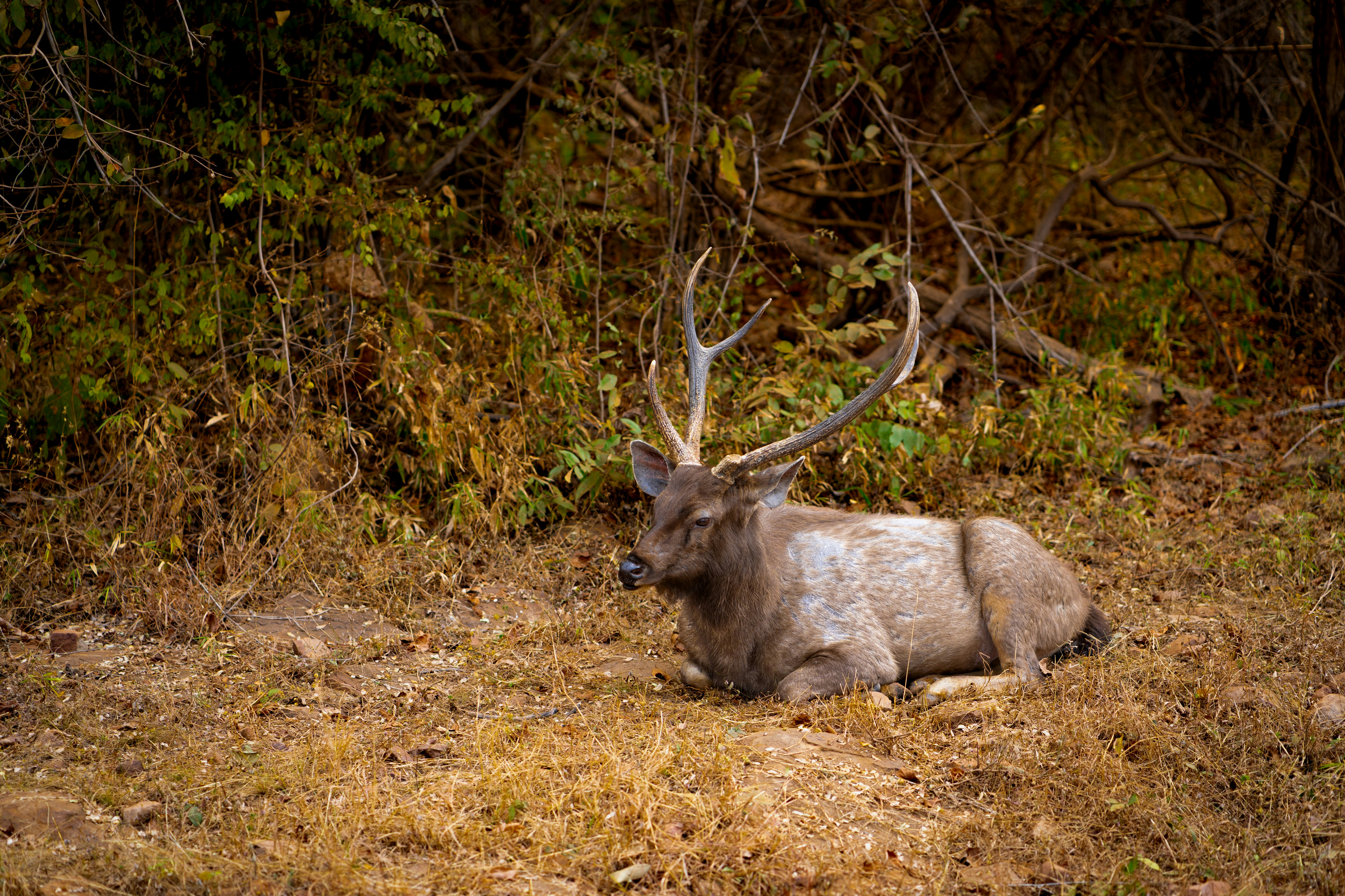 A majestic stag rests in a dry, wooded area.