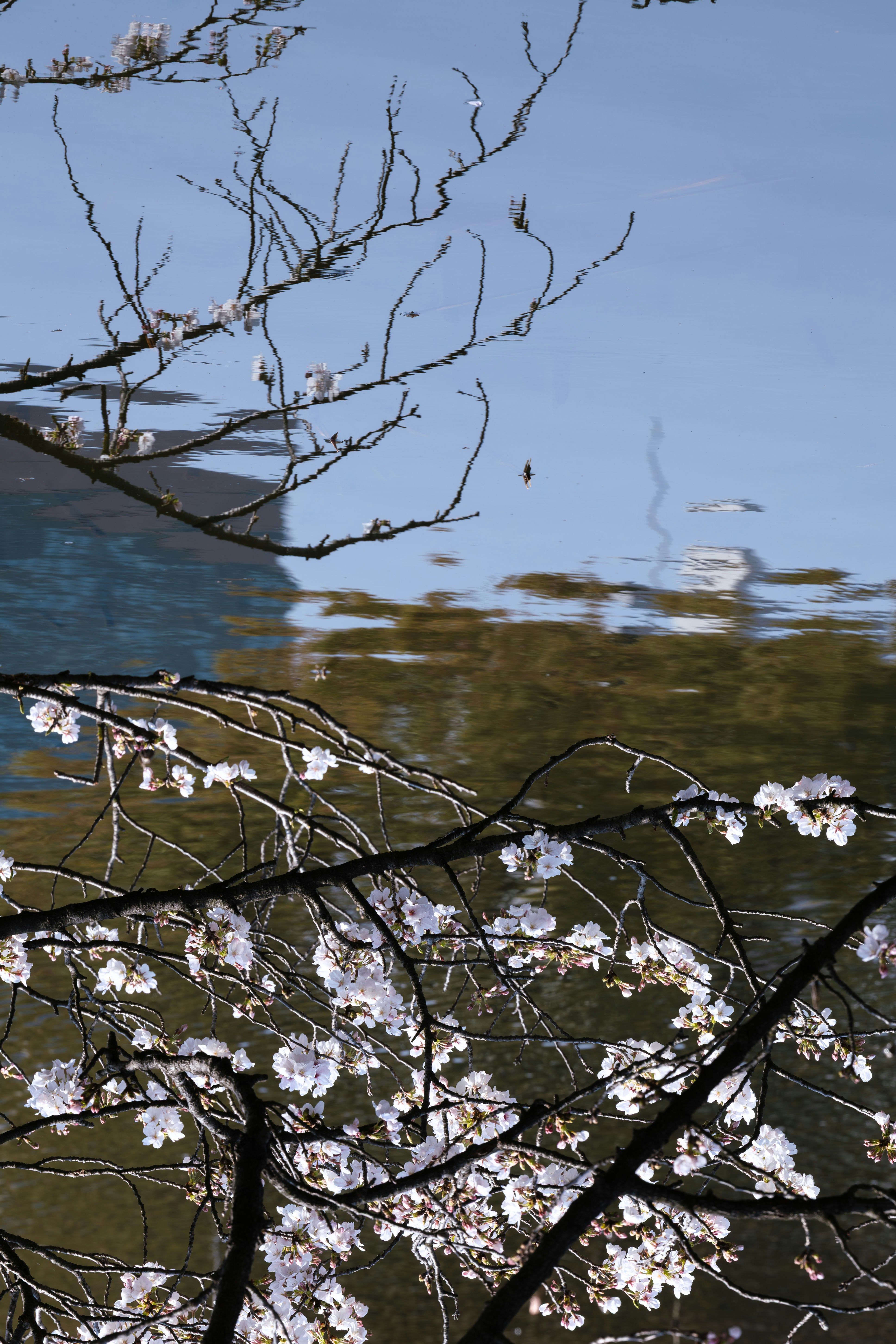 Cherry blossoms reflected in calm water photo – Free Spring Image on ...