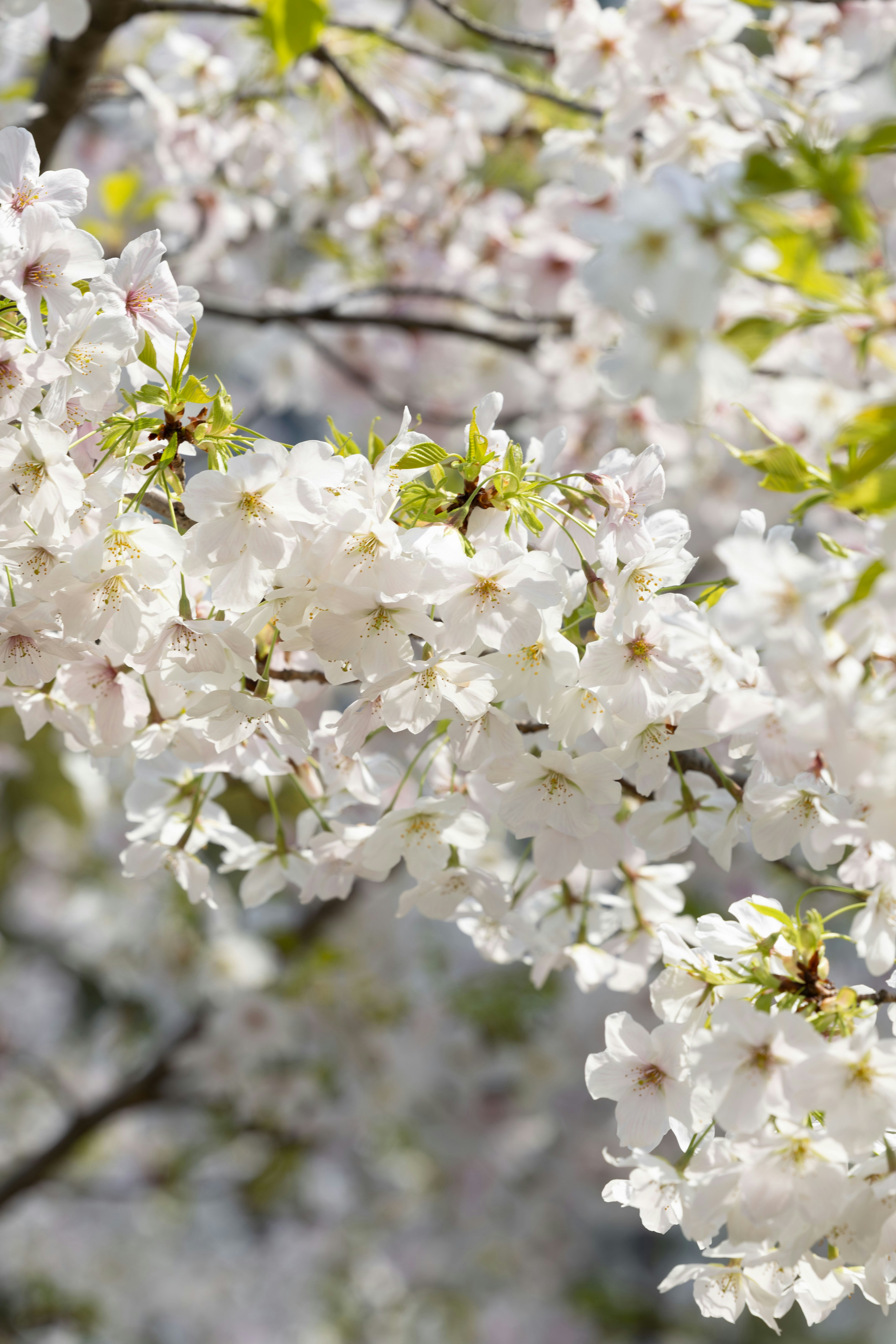 Photo by yangluhan091