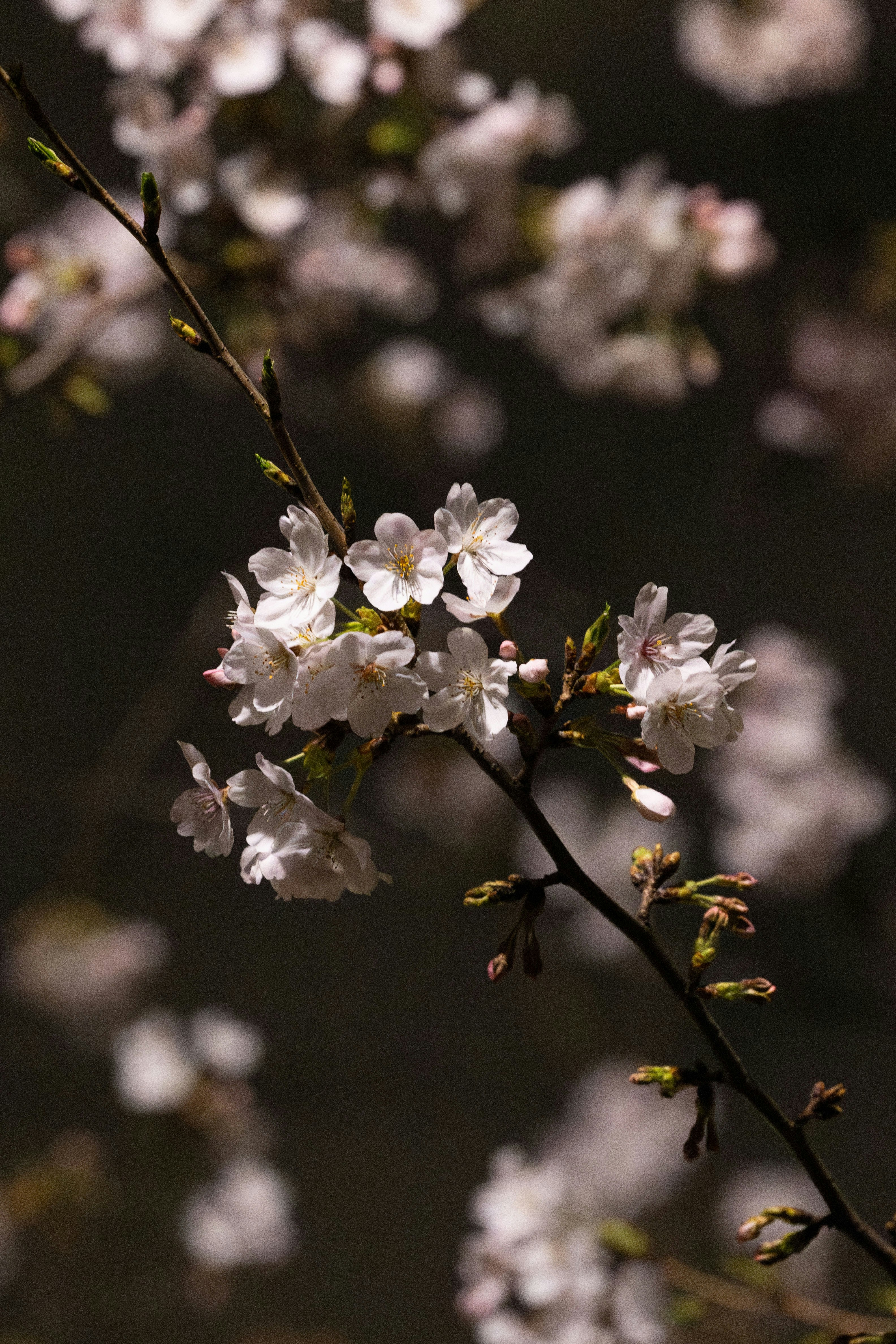 Photo by yangluhan091