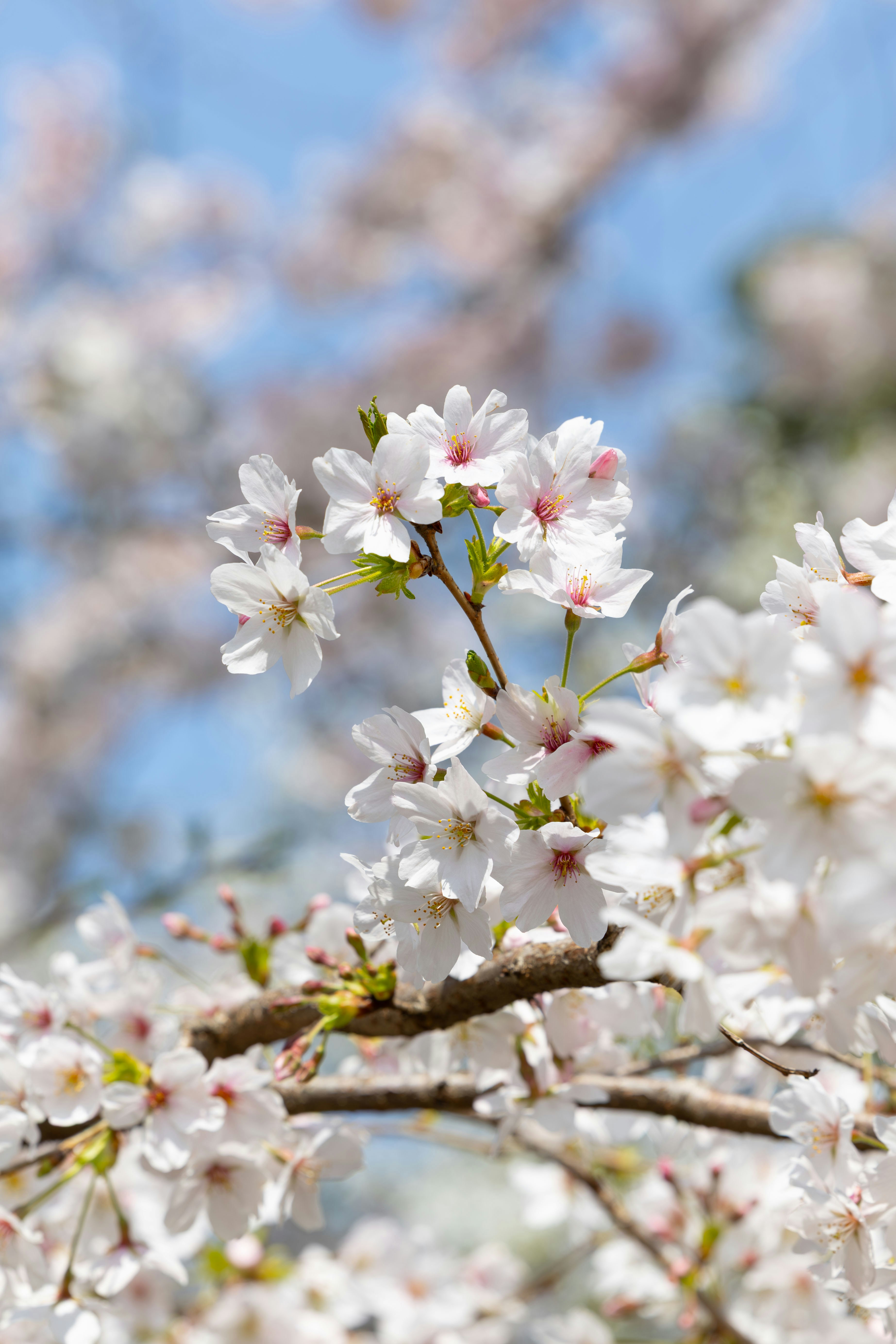 Photo by yangluhan091