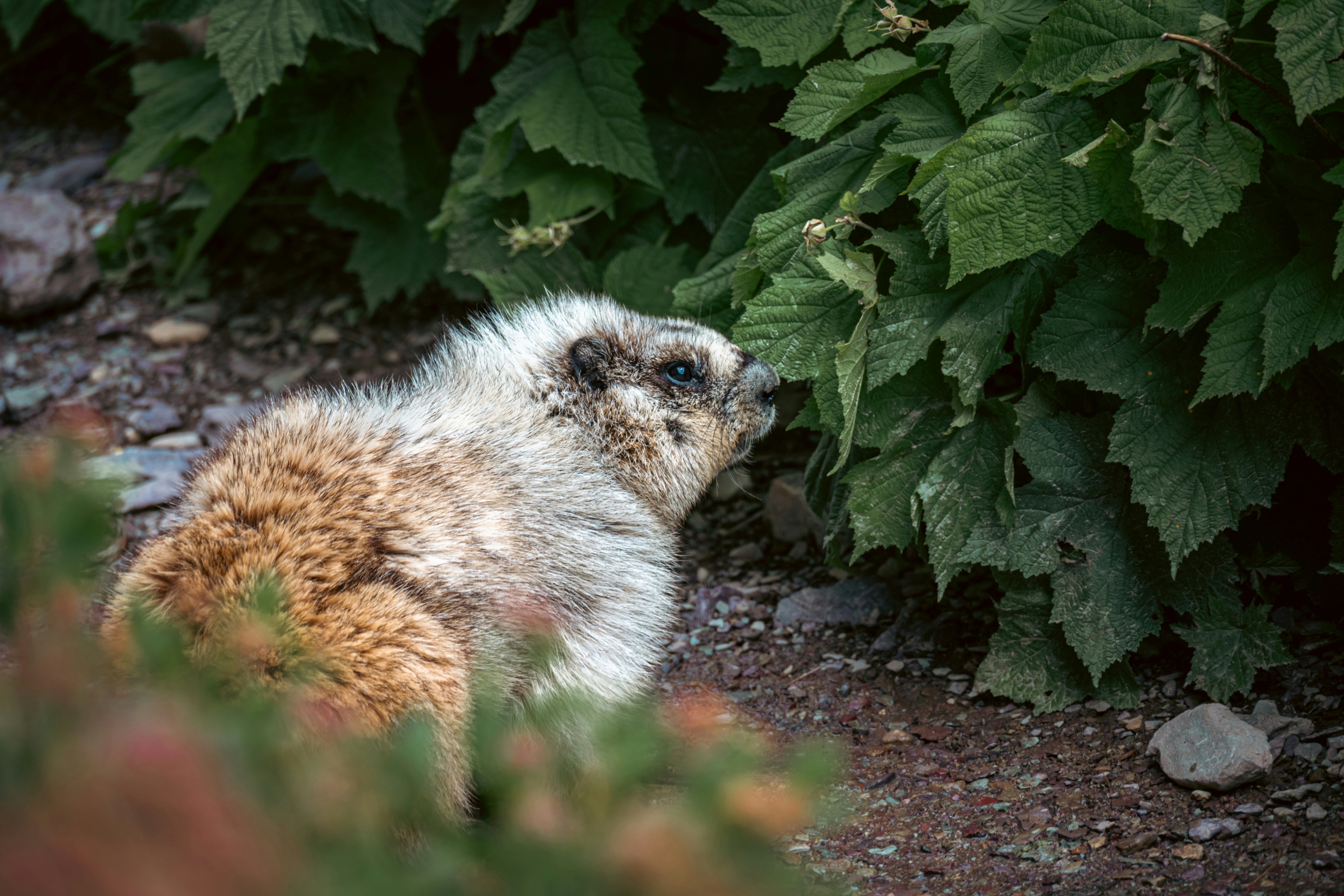 A fluffy marmot sniffing green leaves in a forest.