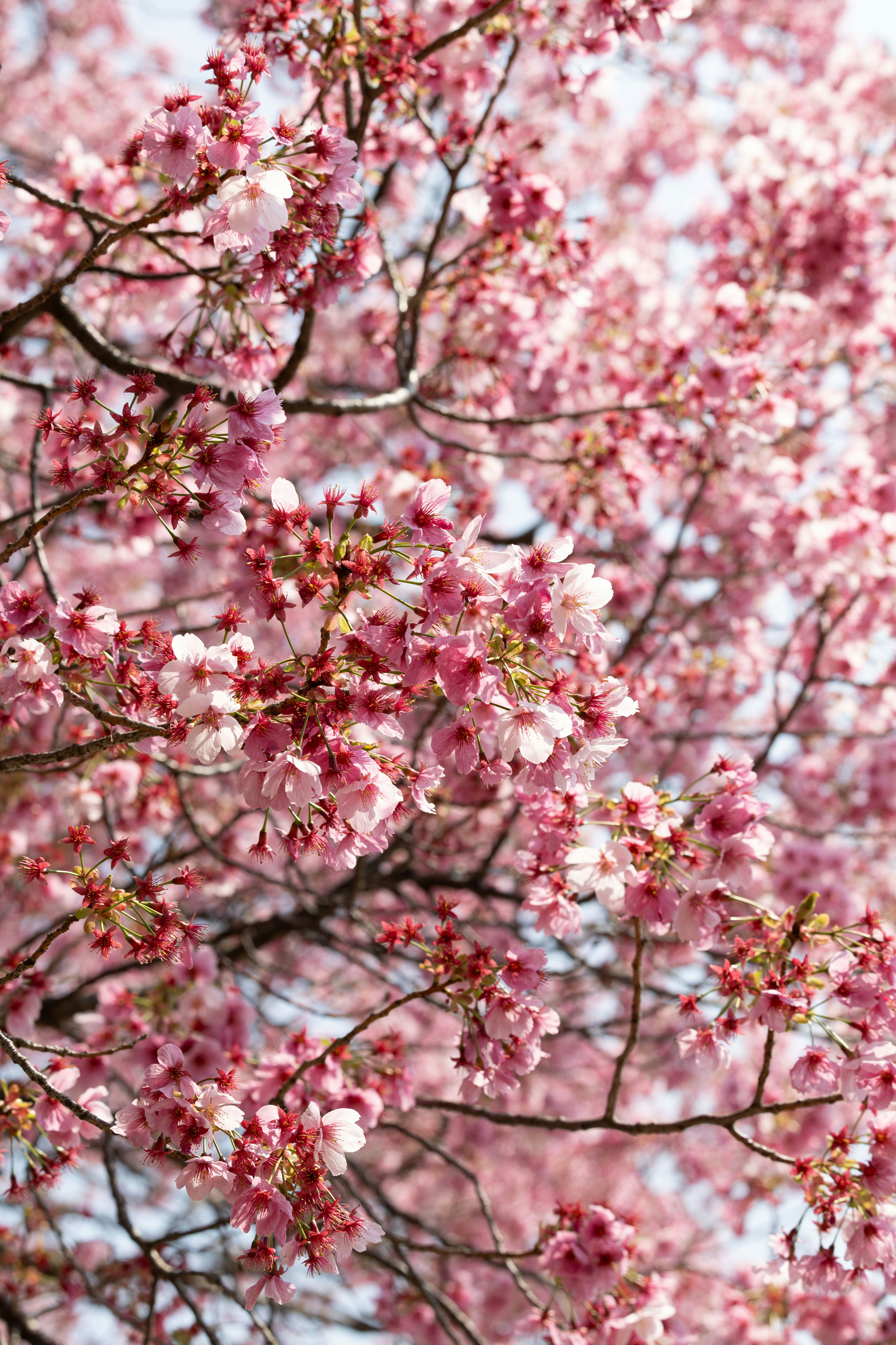 Photo by yangluhan091