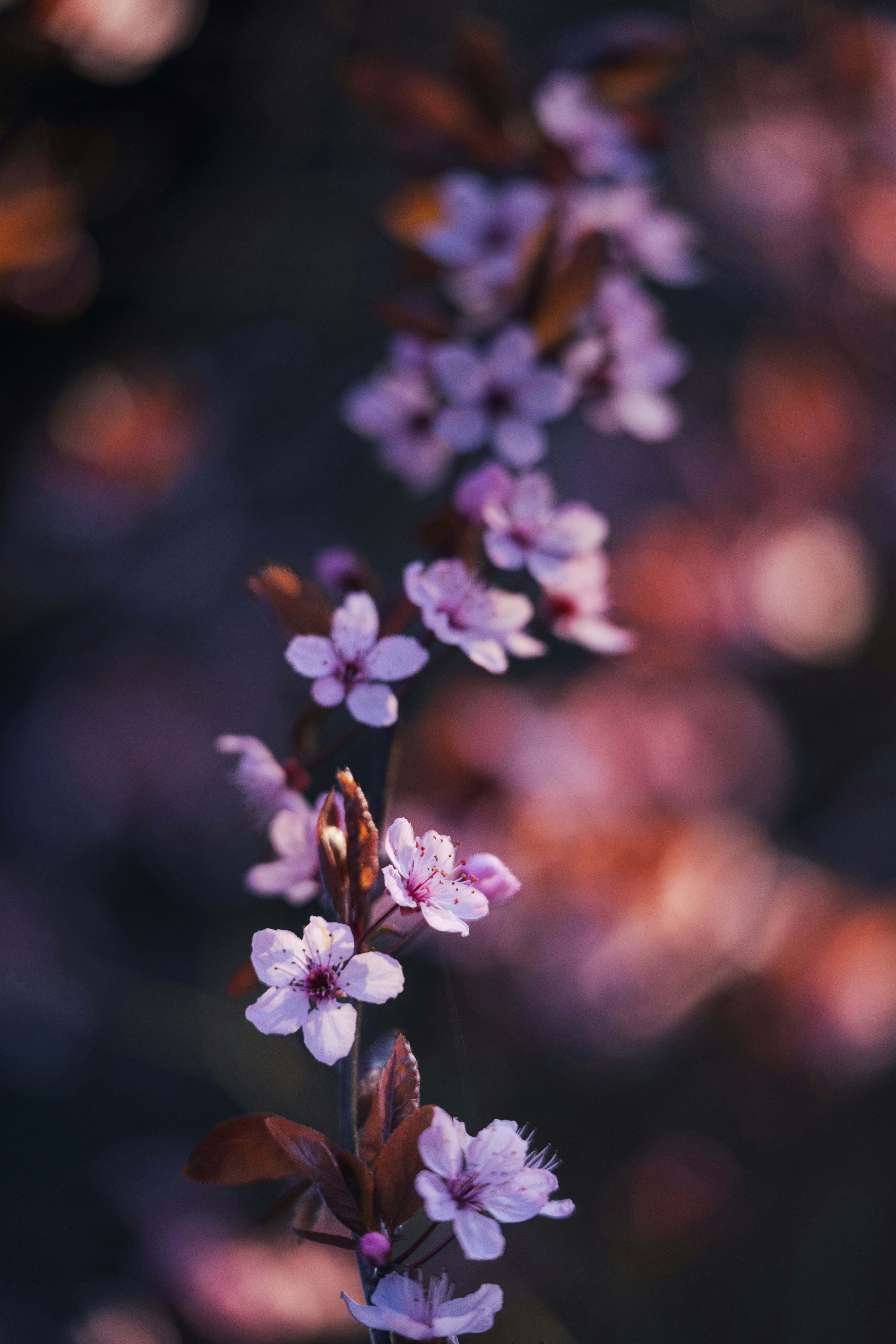 Delicate pink blossoms on a dark background