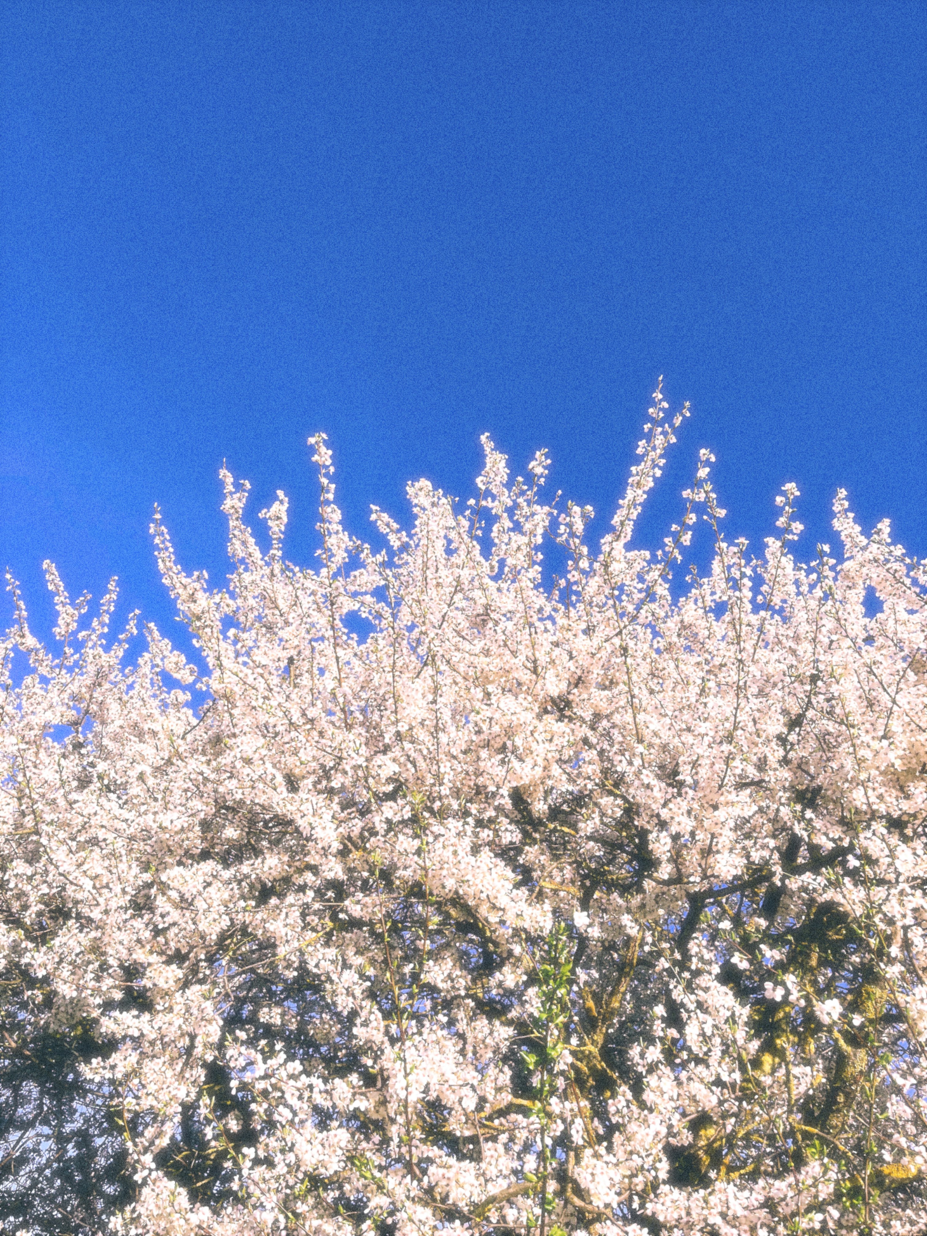 Le blanc fleurit sur un arbre contre un ciel bleu vif