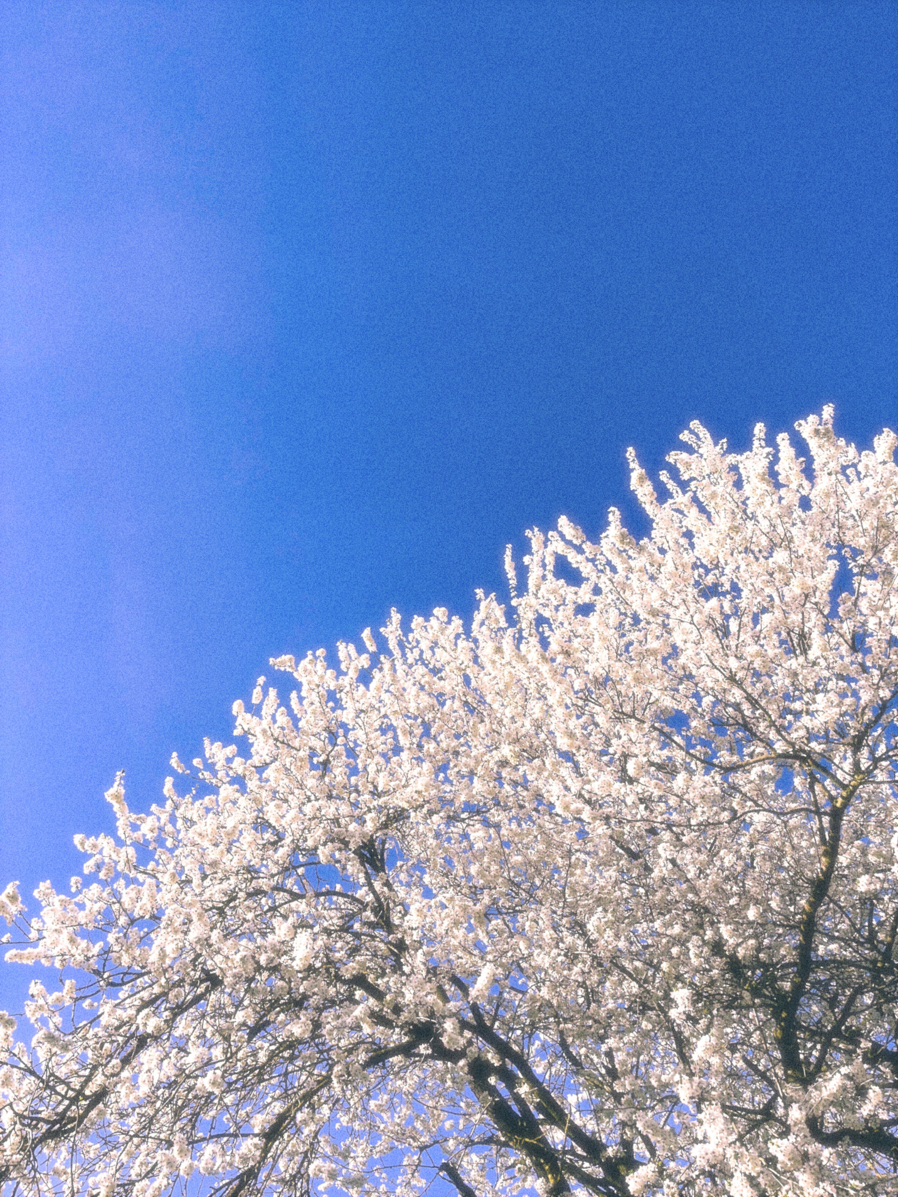 Un arbre en fleurs contre un ciel bleu clair
