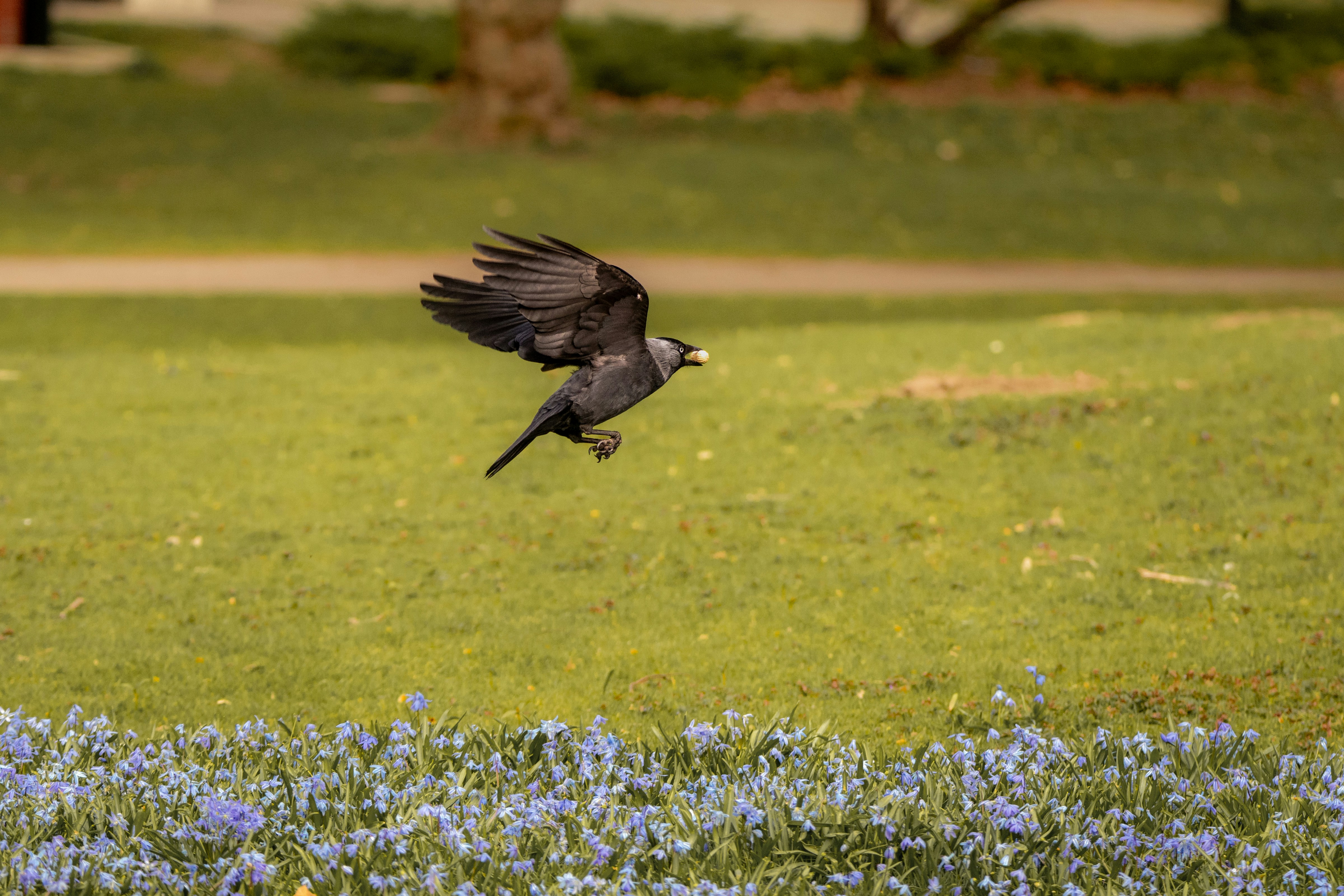 Ein schwarzer Vogel, der über ein Feld voller blauer Blumen fliegt.