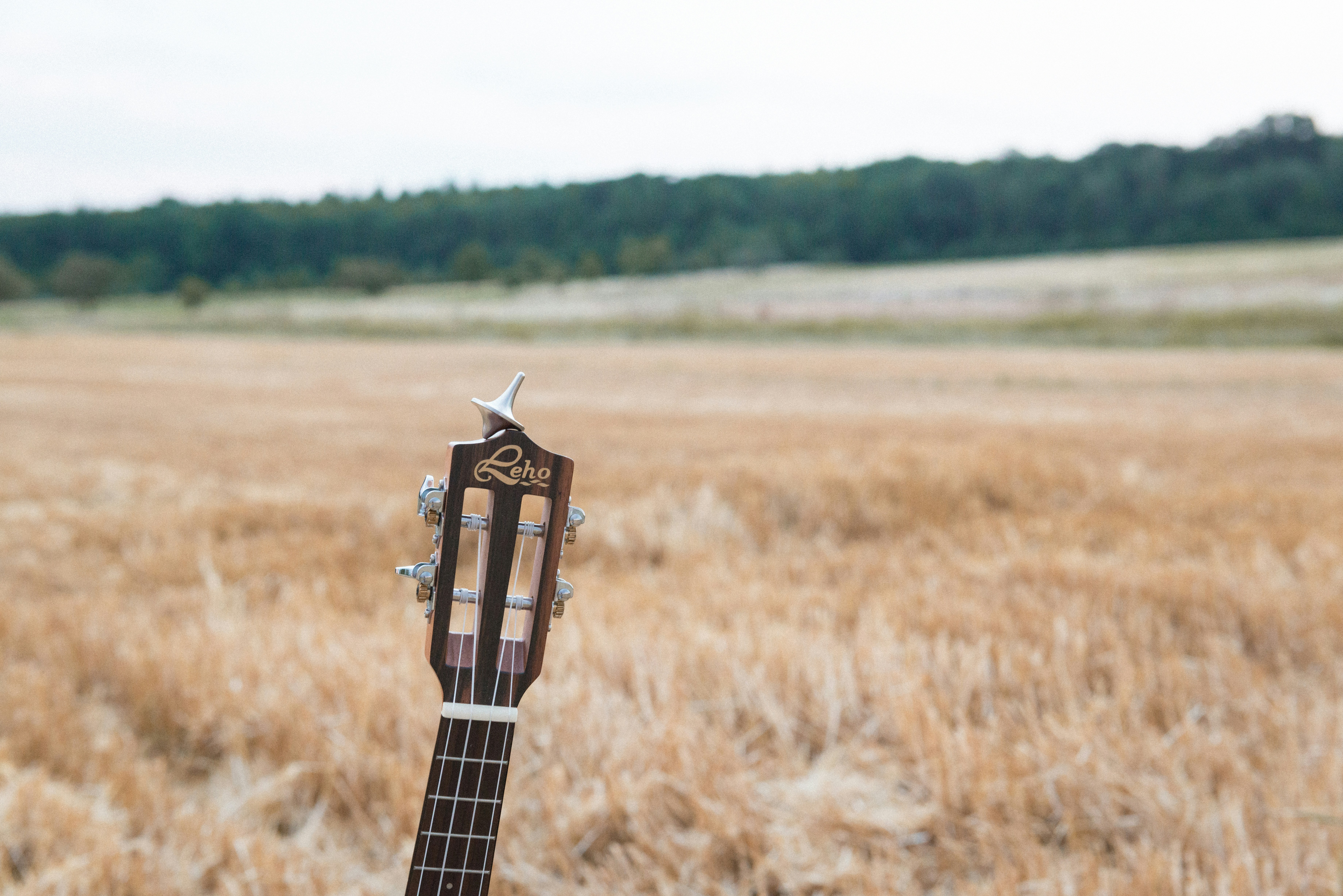 Tête de guitare dans un champ sec avec des arbres