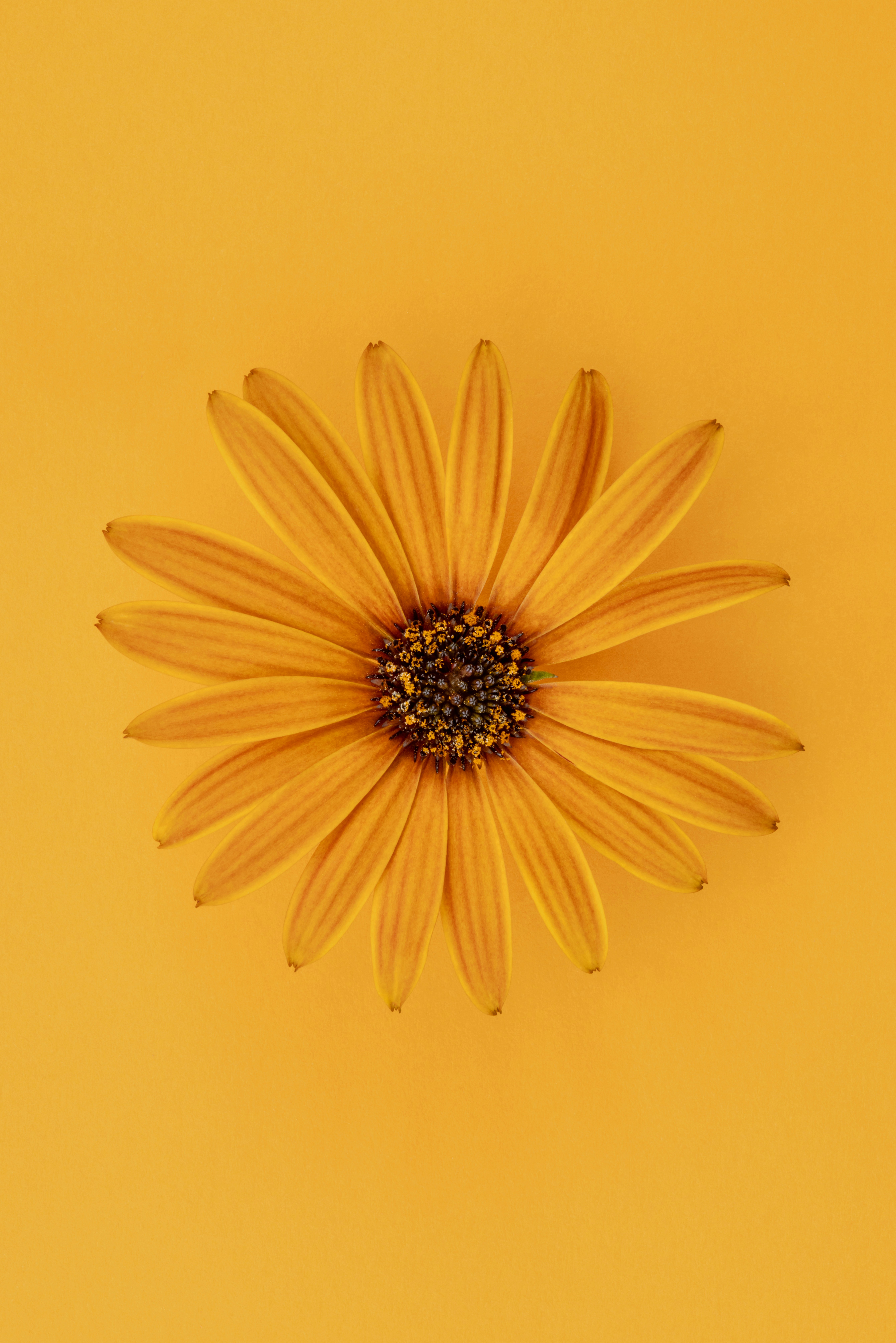 A single orange daisy against a vibrant orange background