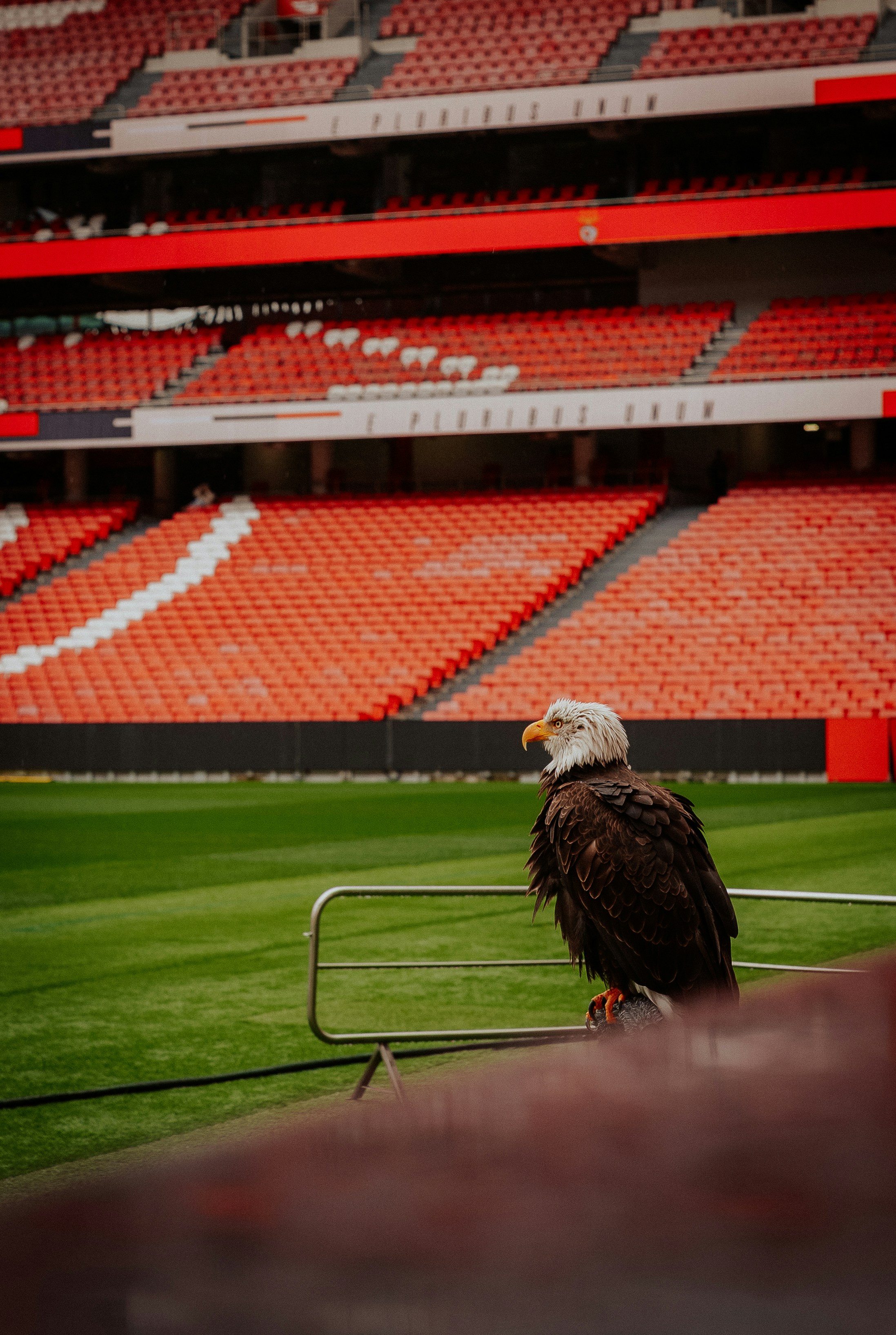 Eagle perché dans un stade aux sièges rouges