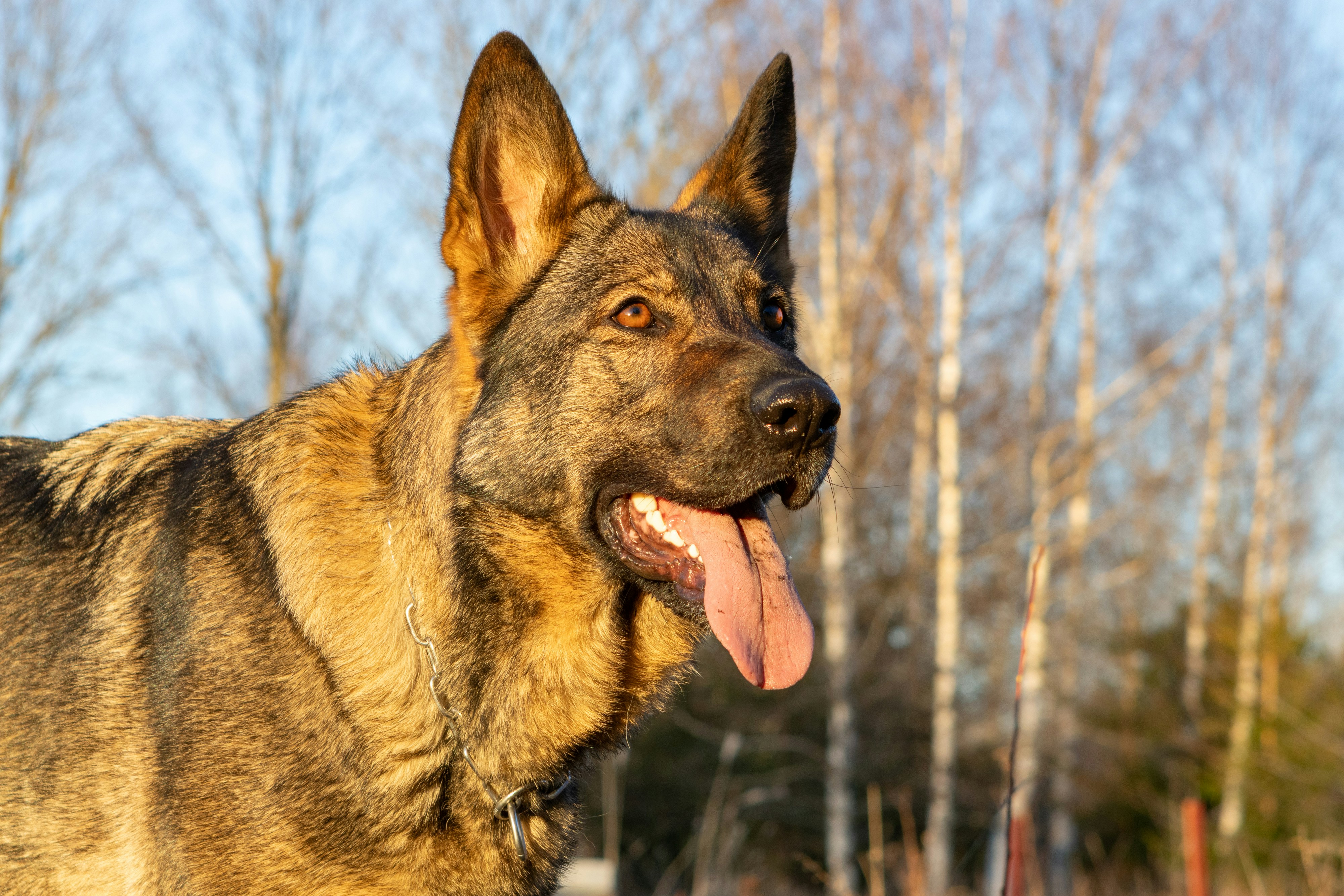 Um pastor alemão ofegante ao ar livre sob a luz do sol