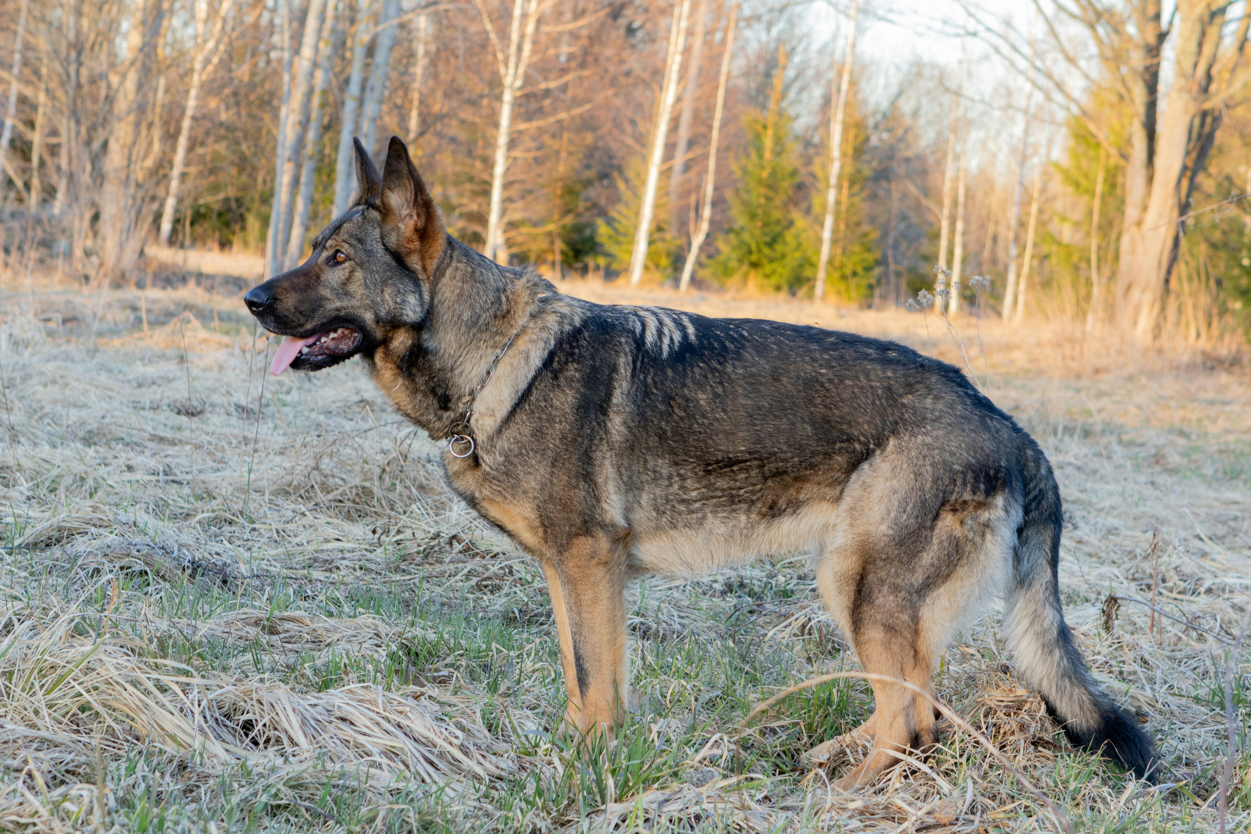 Um pastor alemão permanece alerta em um campo gramado seco.