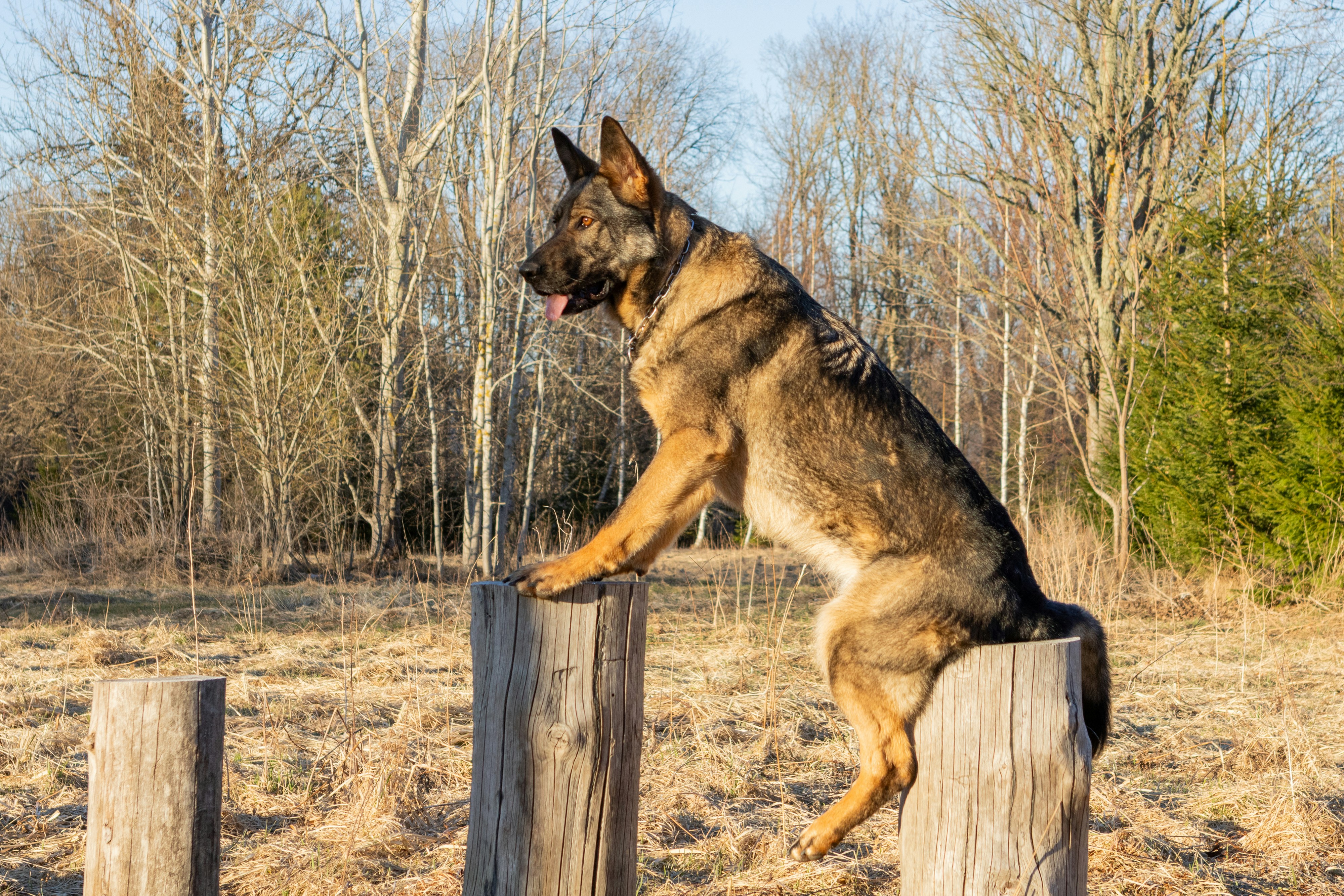 O cão pastor alemão se equilibra em postes de madeira ao ar livre