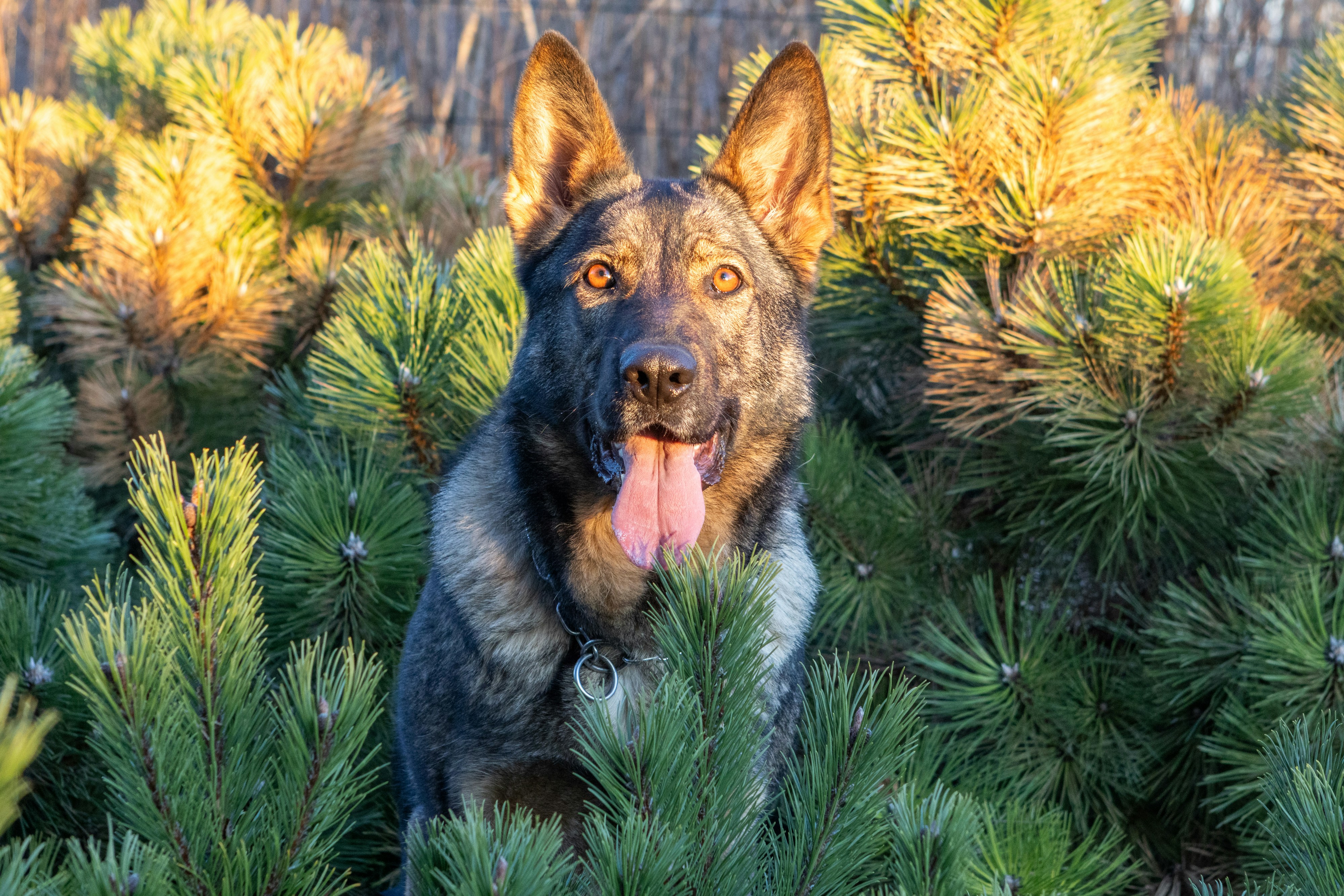 Um pastor alemão está sentado entre pinheiros