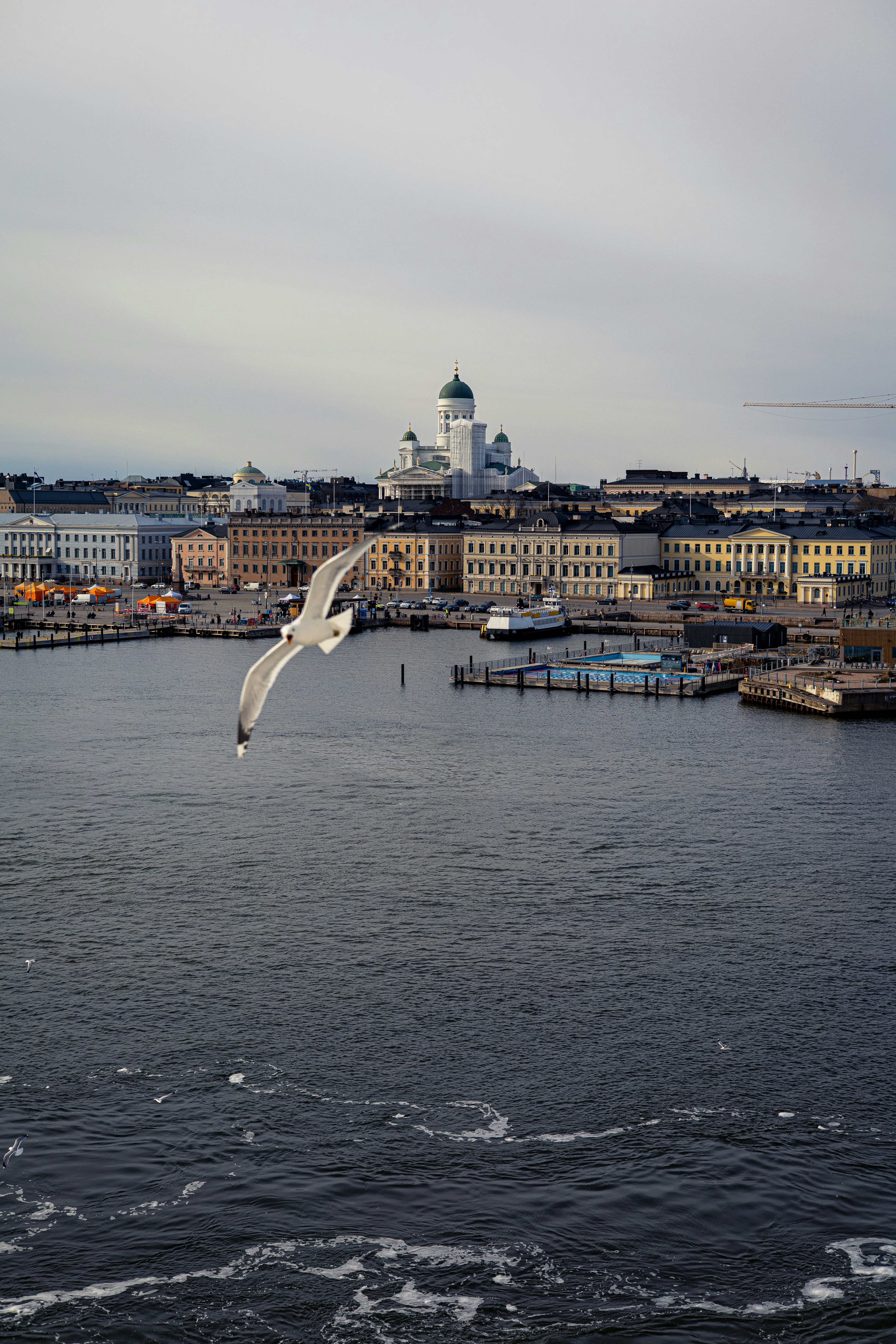Seagull flies over a harbor with city buildings.