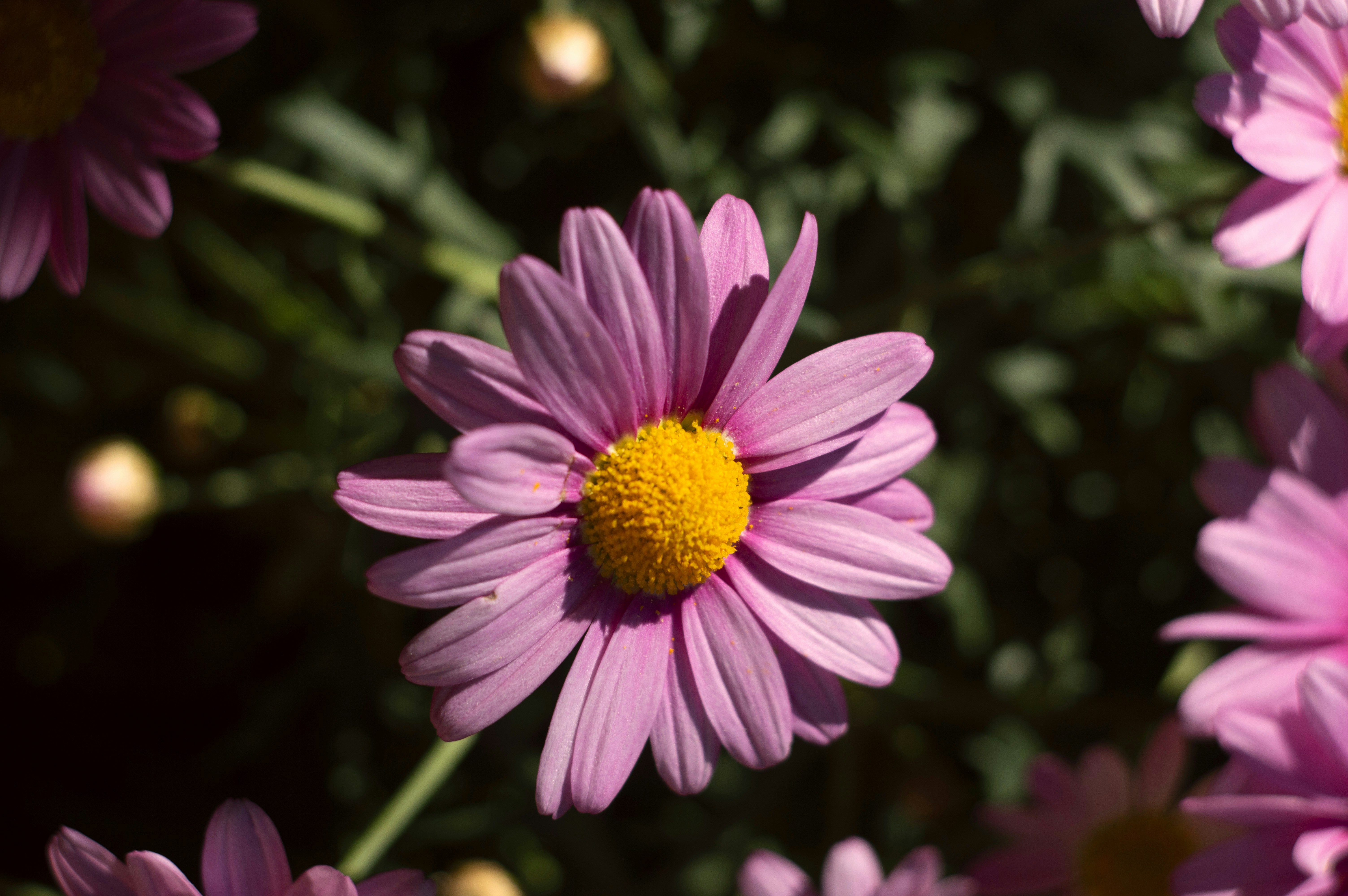 Photo by elerosst