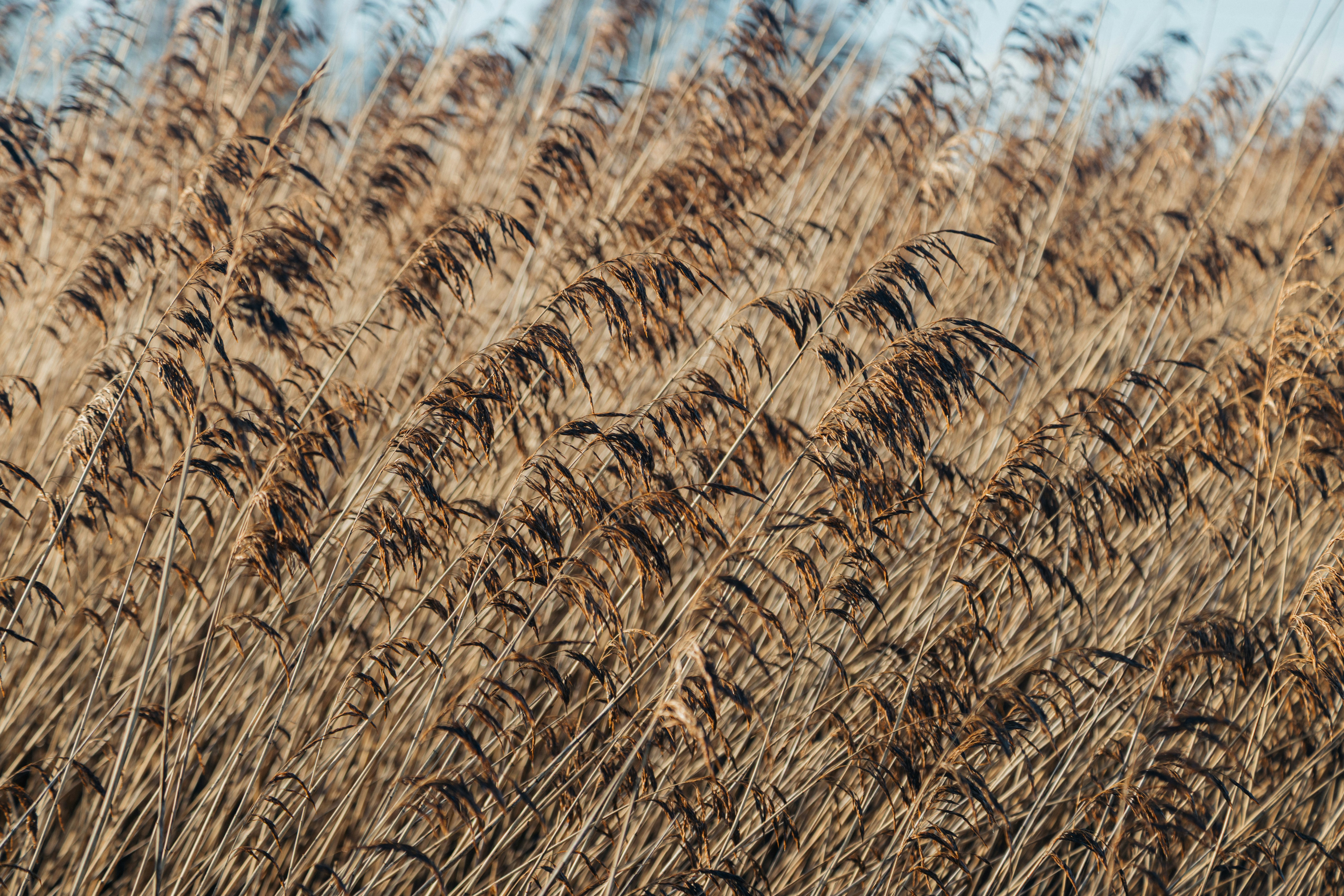 Trockene Schilfrohre, die sanft im Wind wehten