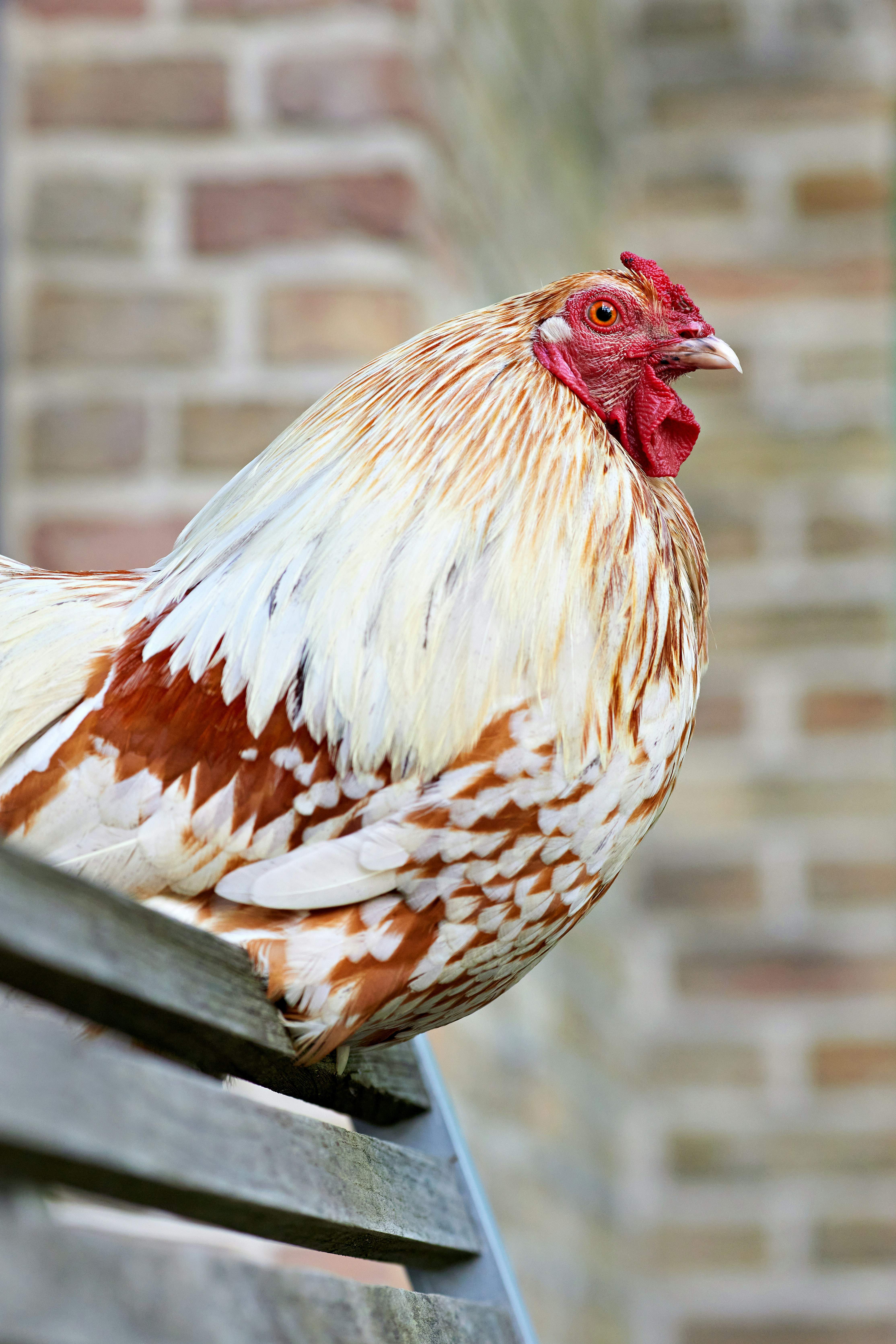 レンガの背景を持つ木製のベンチに鶏が座っている