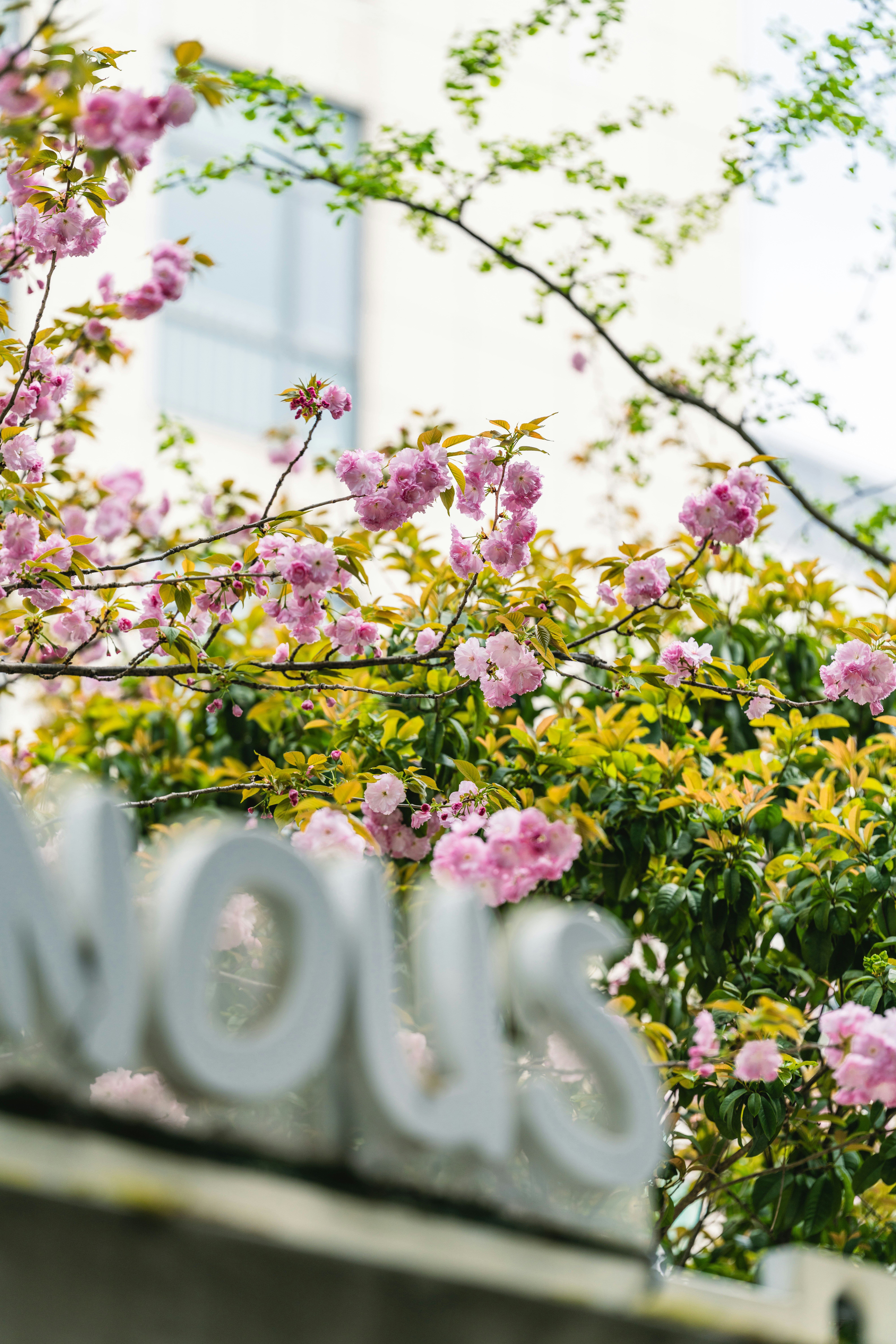 Pink cherry blossoms bloom on tree branches.