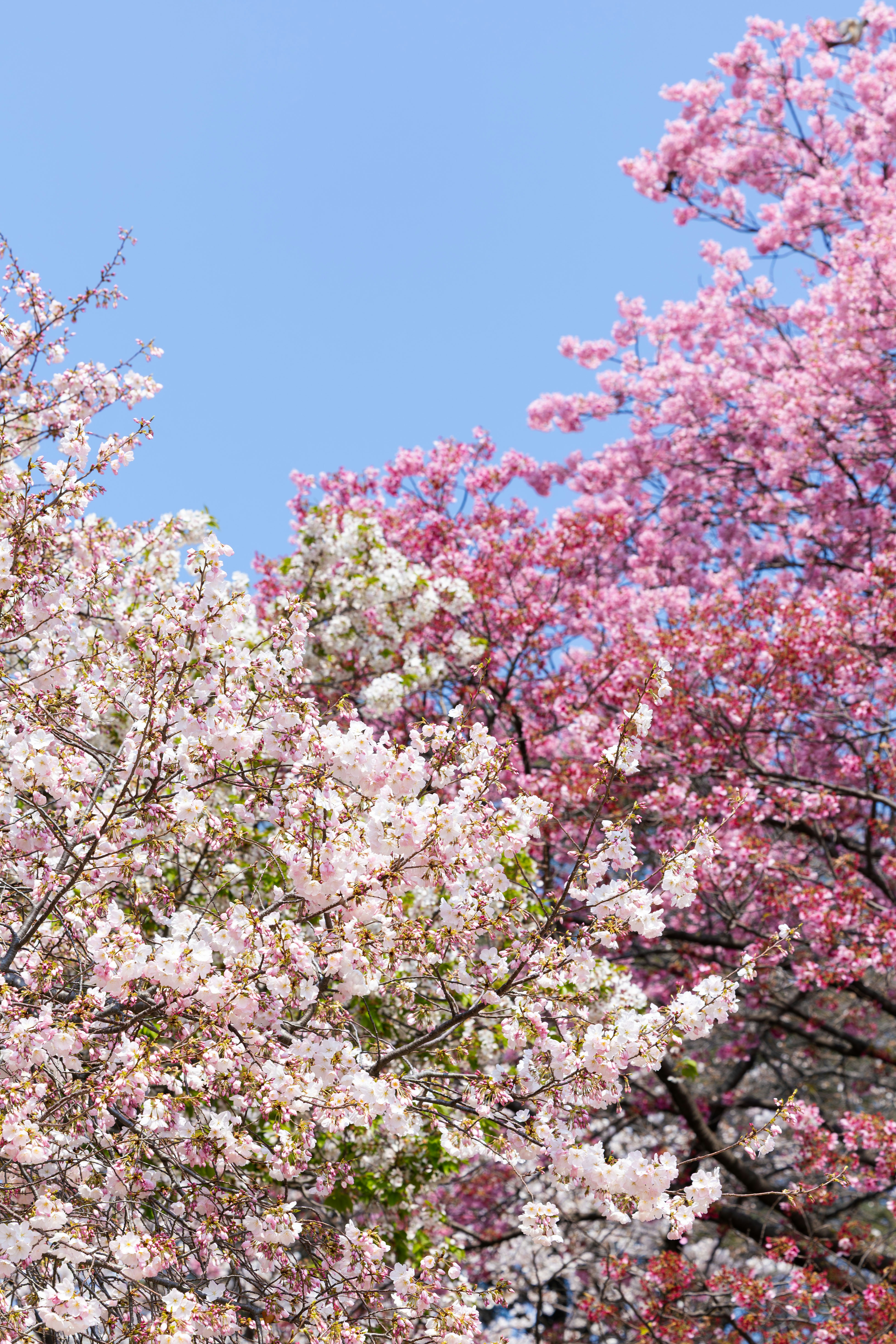 Photo by yangluhan091