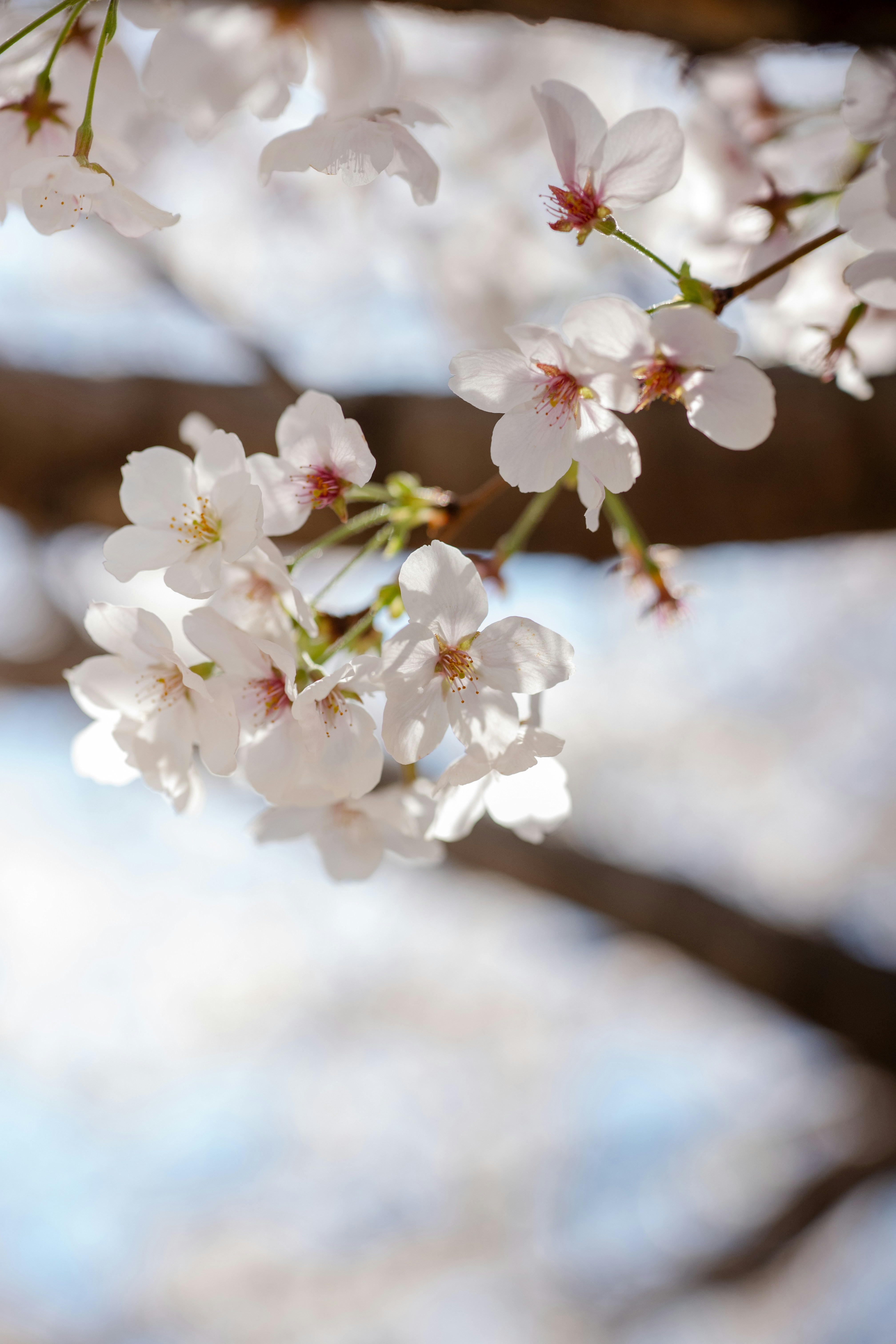 Delicadas flores de cerejeira branca florescem em um galho.